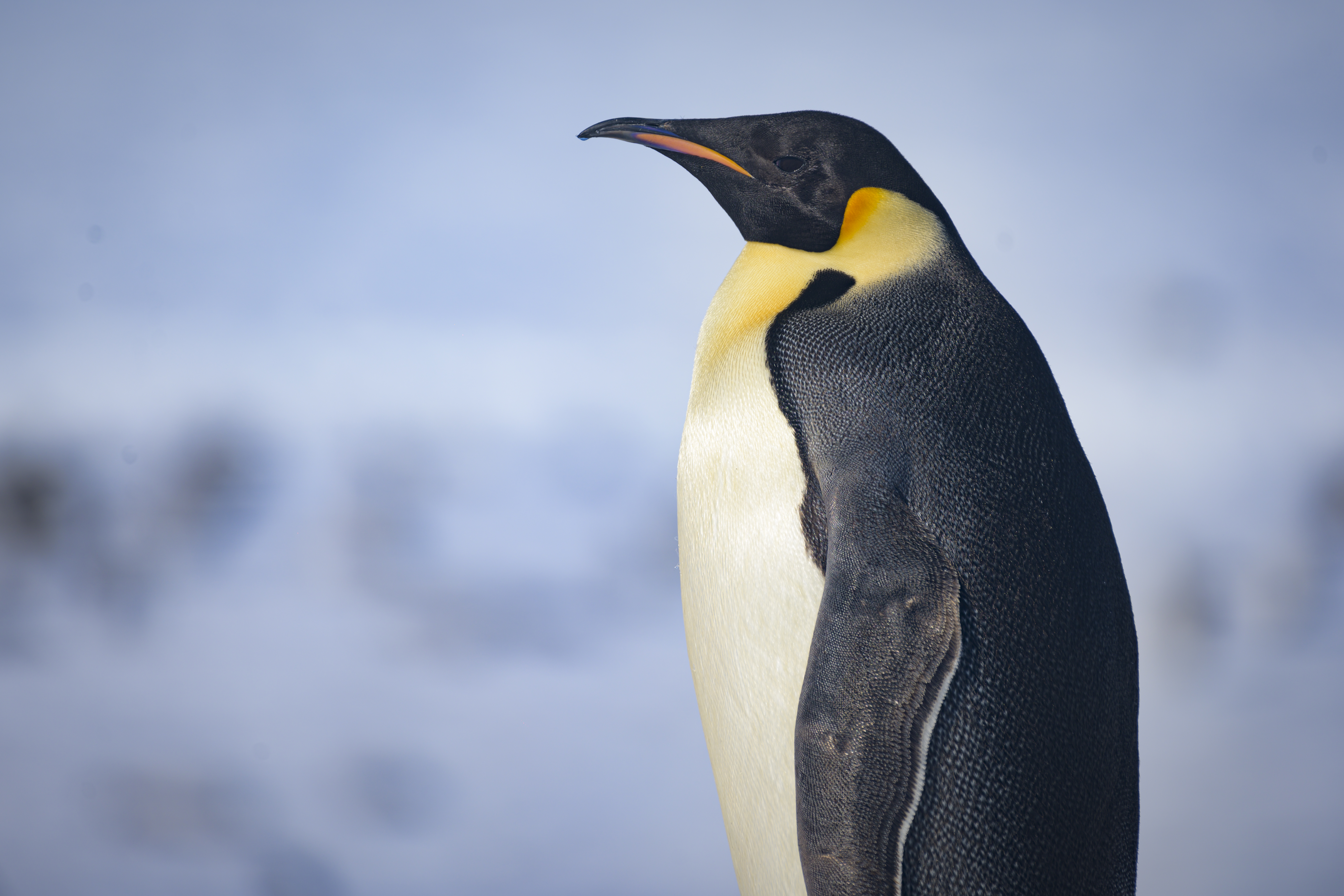 Visit the Emperor Penguin colony in Antarctica