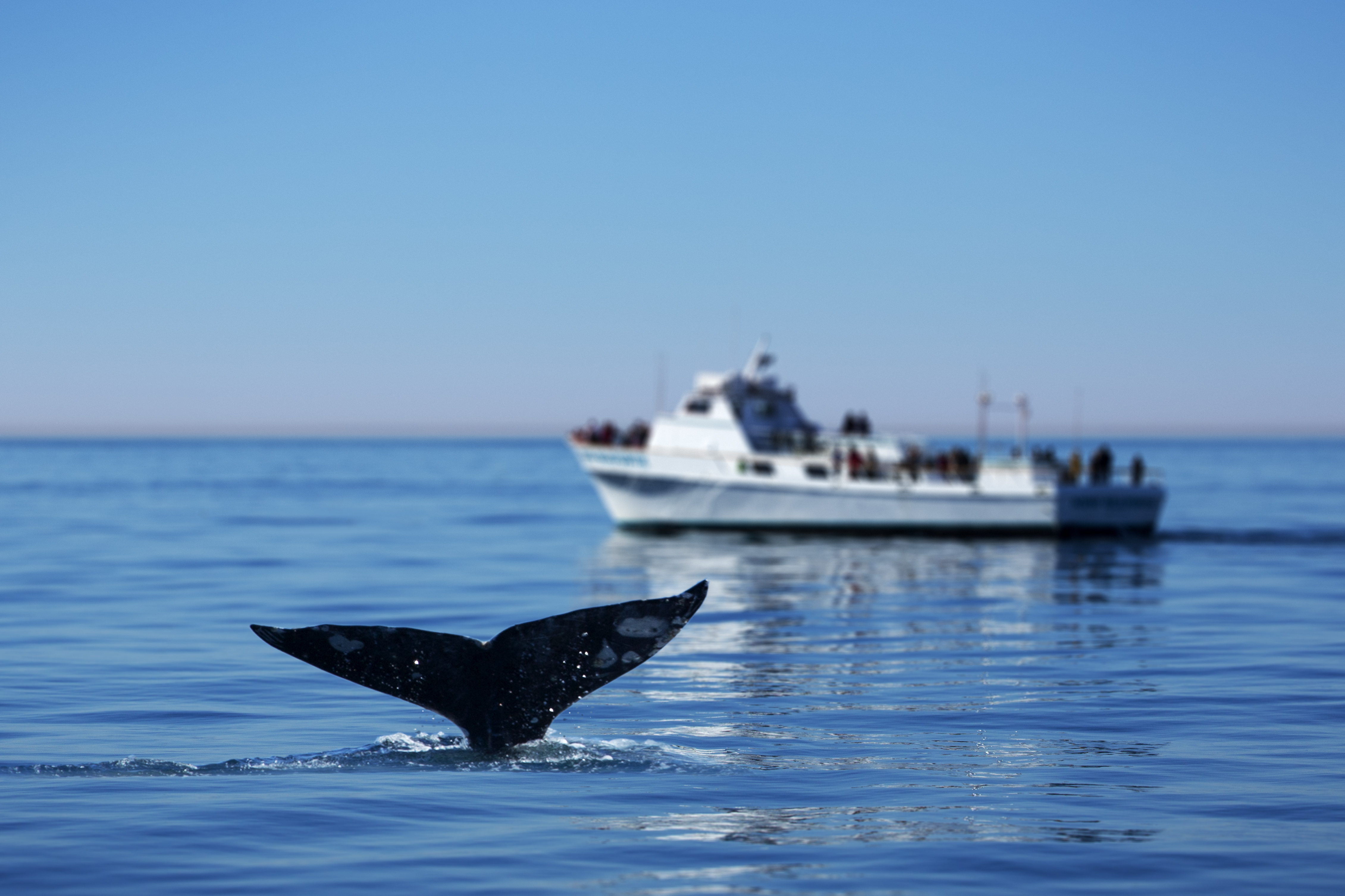 See whales on a boat trip in Mauritius