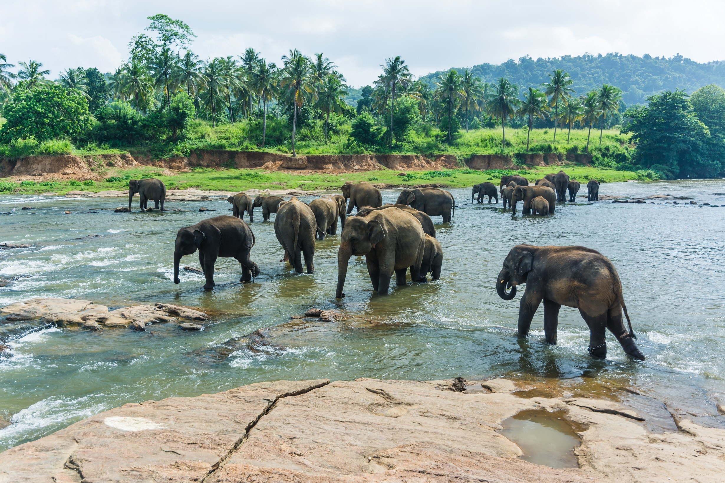 Walk with elephants on their own turf in Kandy