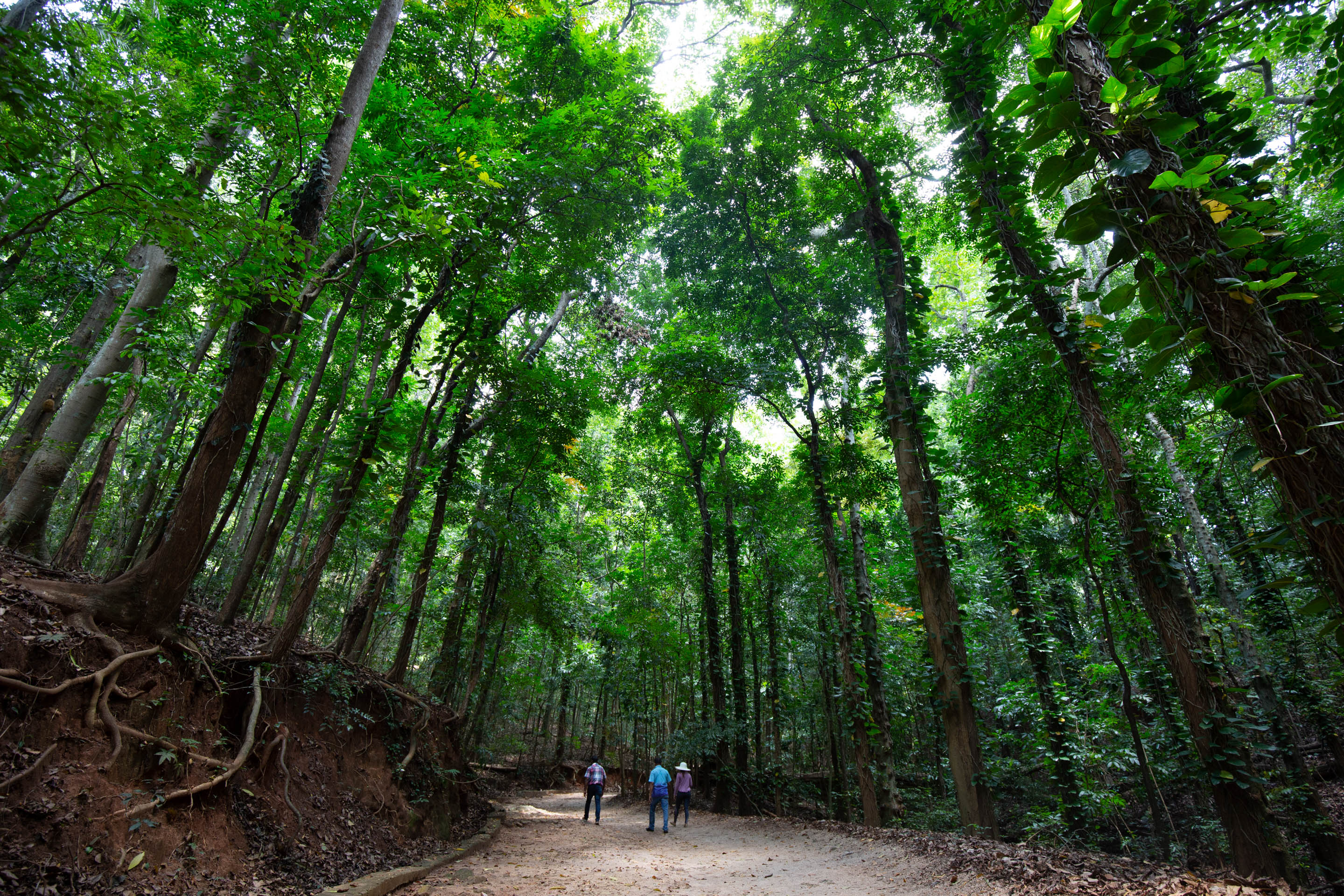 Explore a bygone royal garden in Kandy