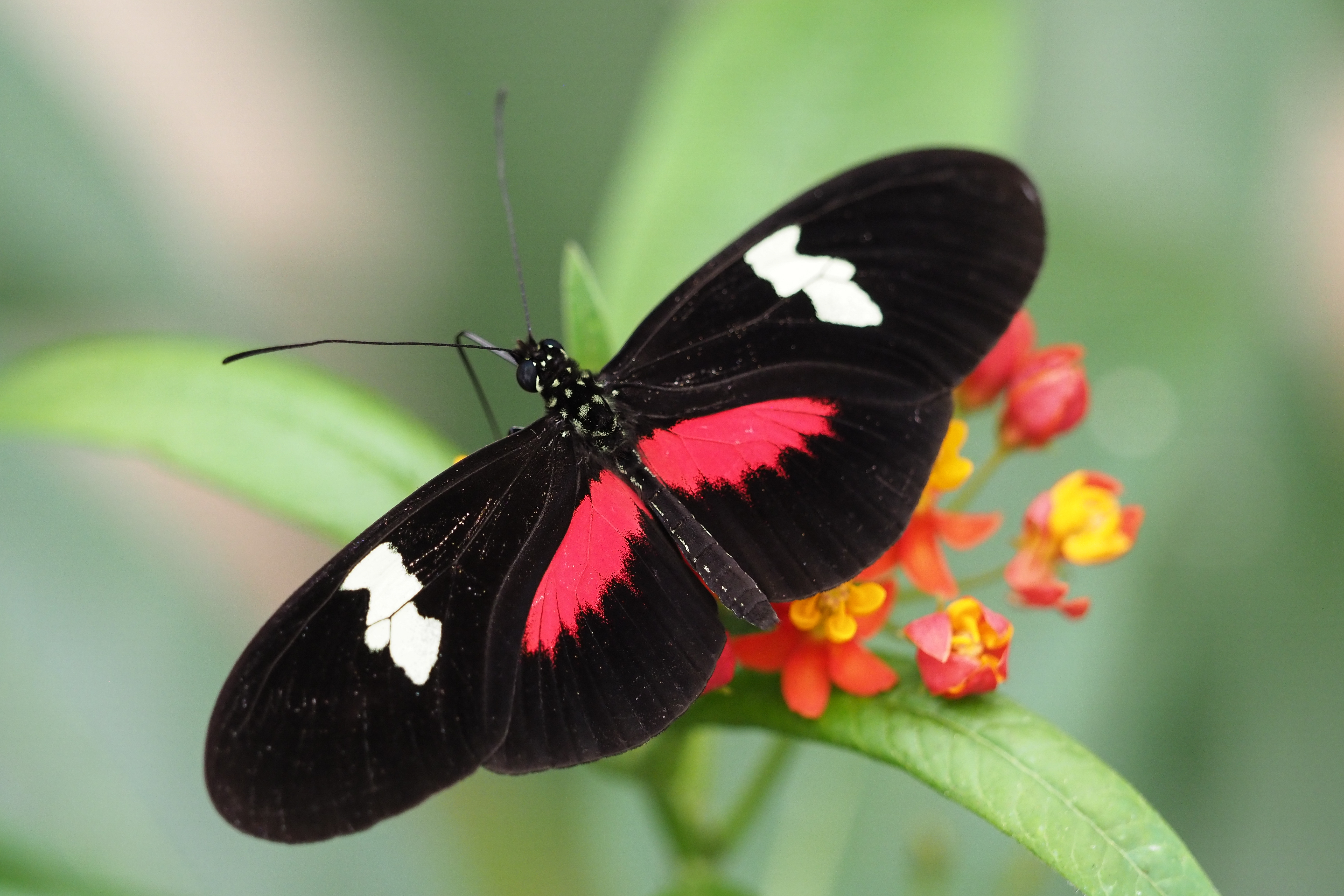 See over 1000 butterflies in Cloud Forest