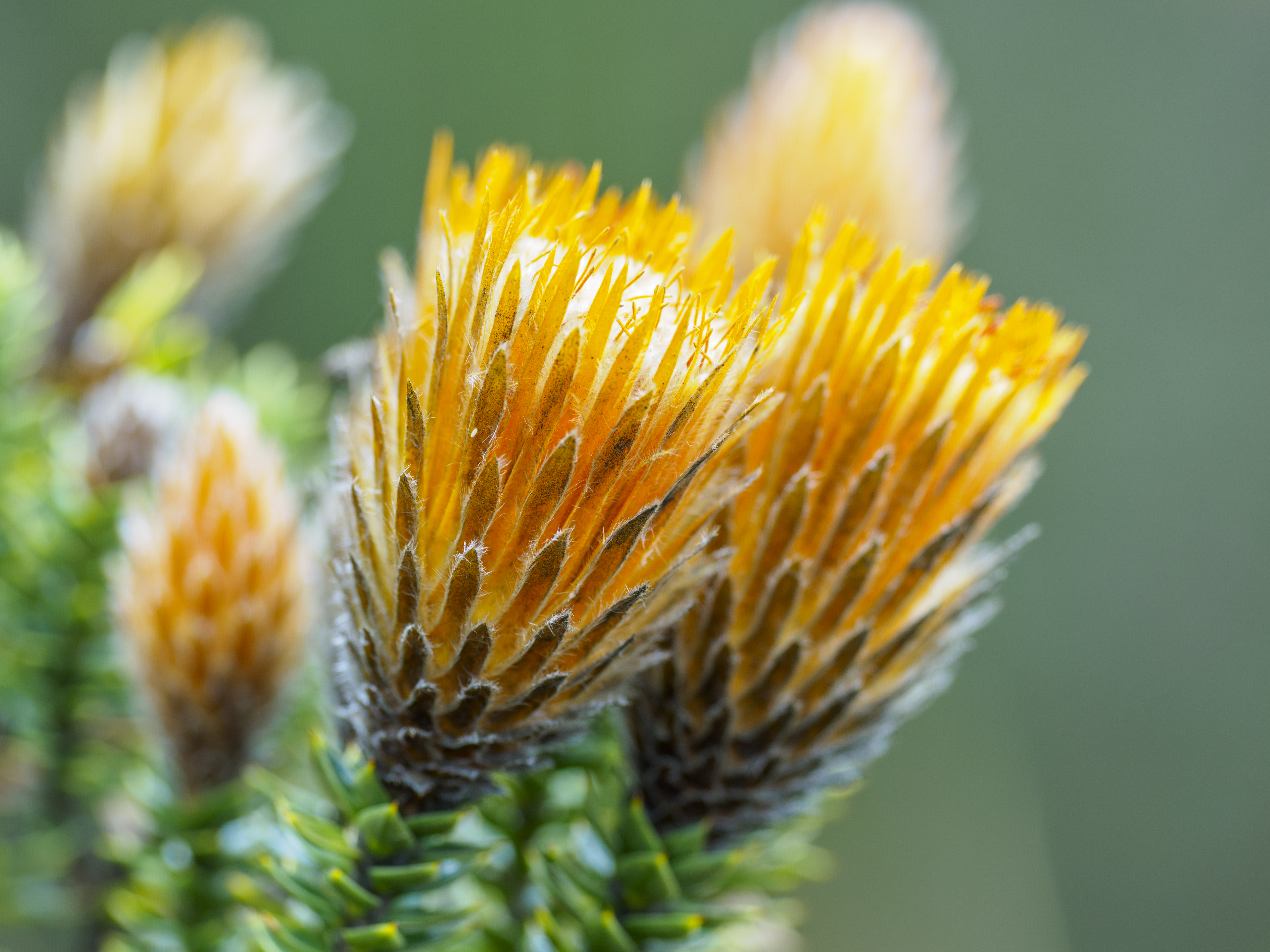 Explore the diverse Cotopaxi National Park
