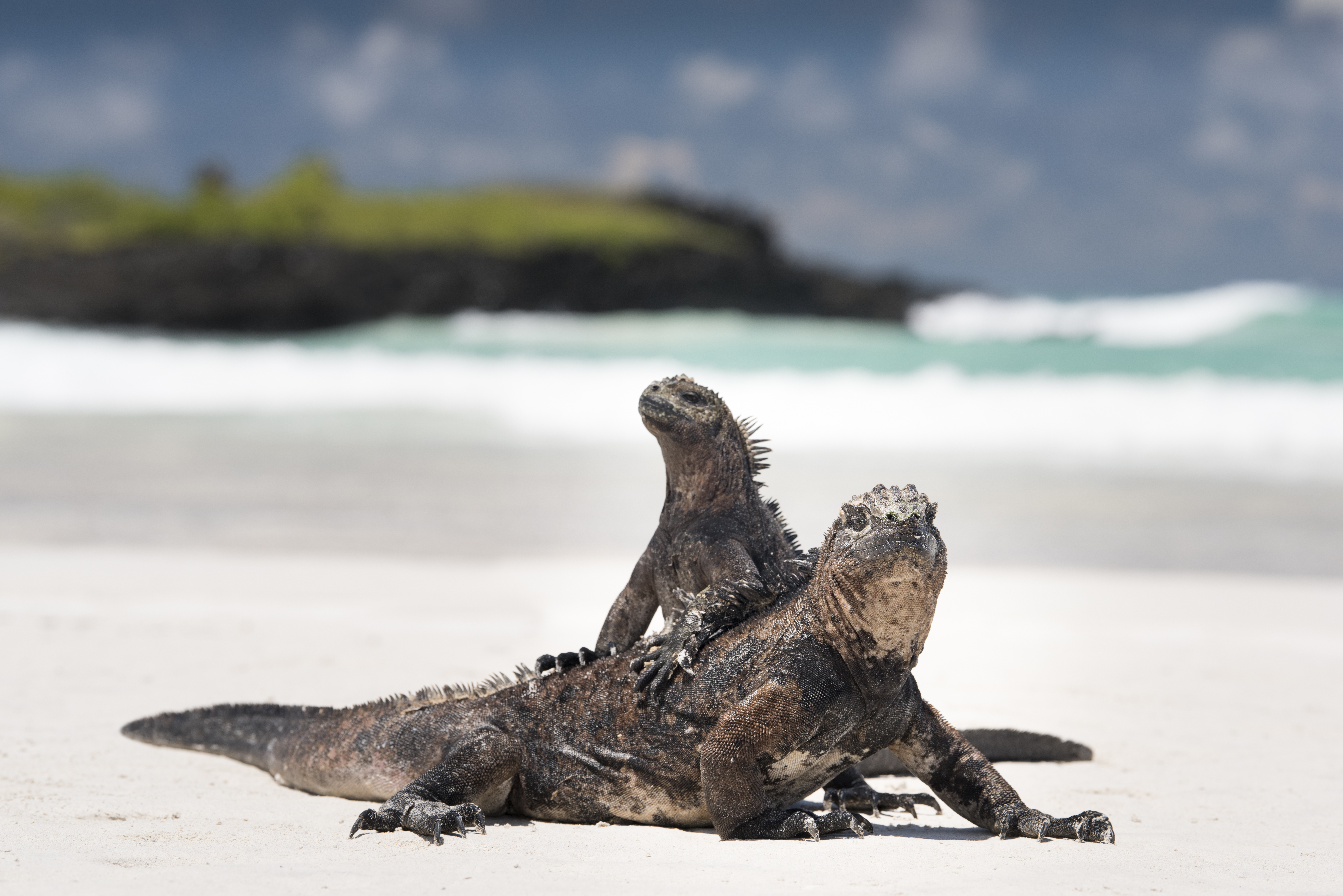 Action-packed Ecuador & the Galapagos