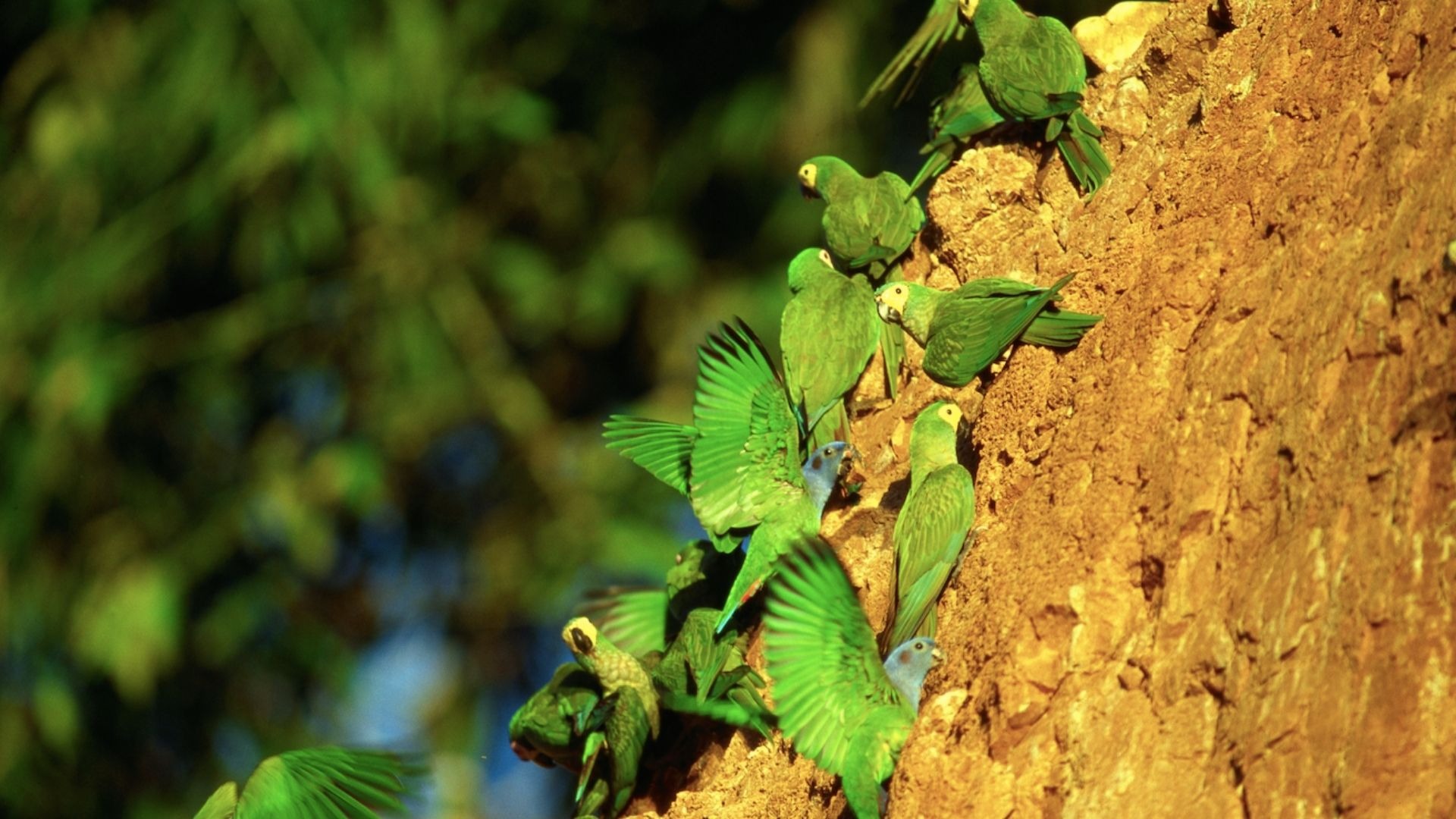 Tambopata National Reserve