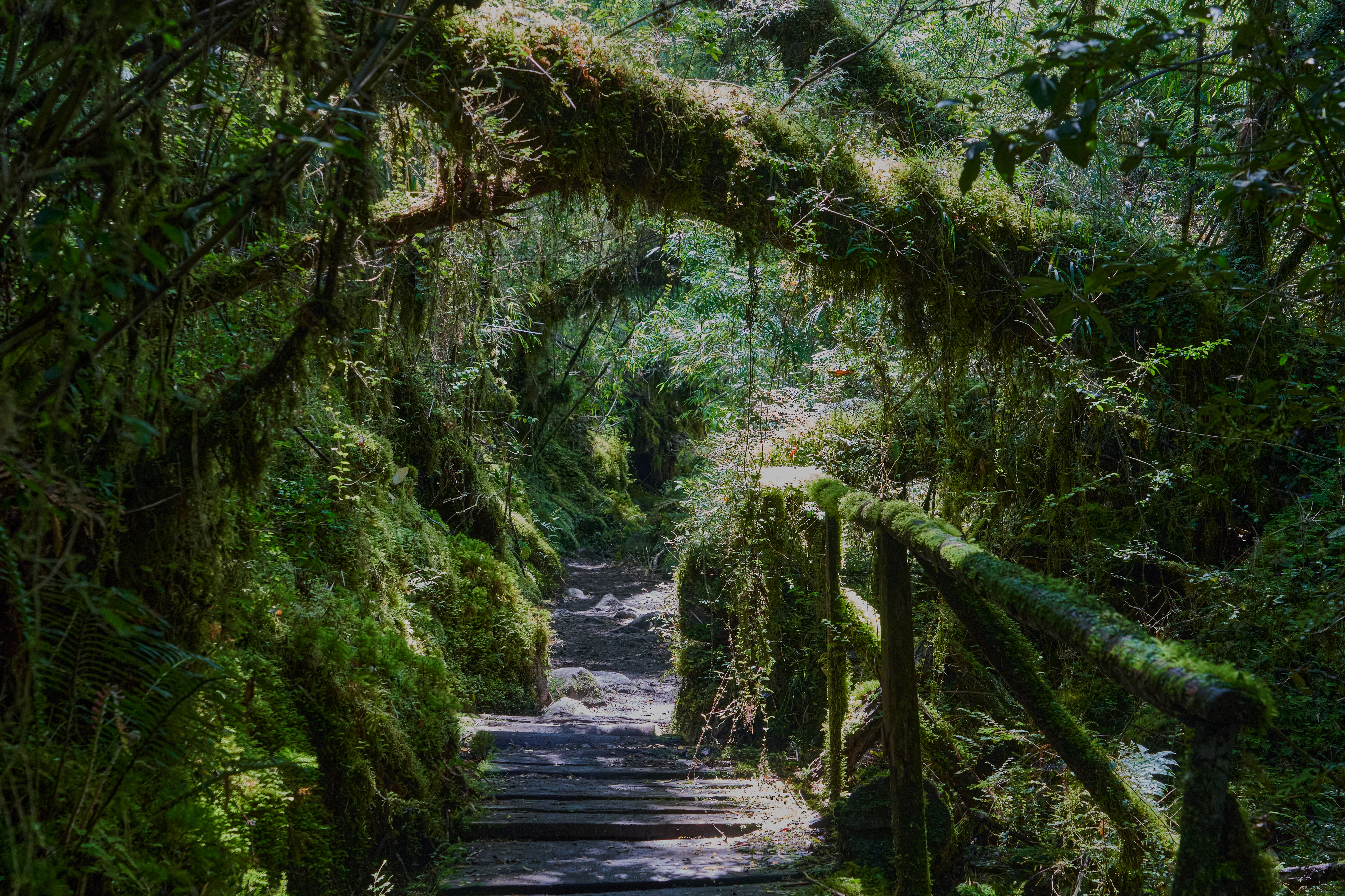 Hike Queulat National Park's enchanted forests