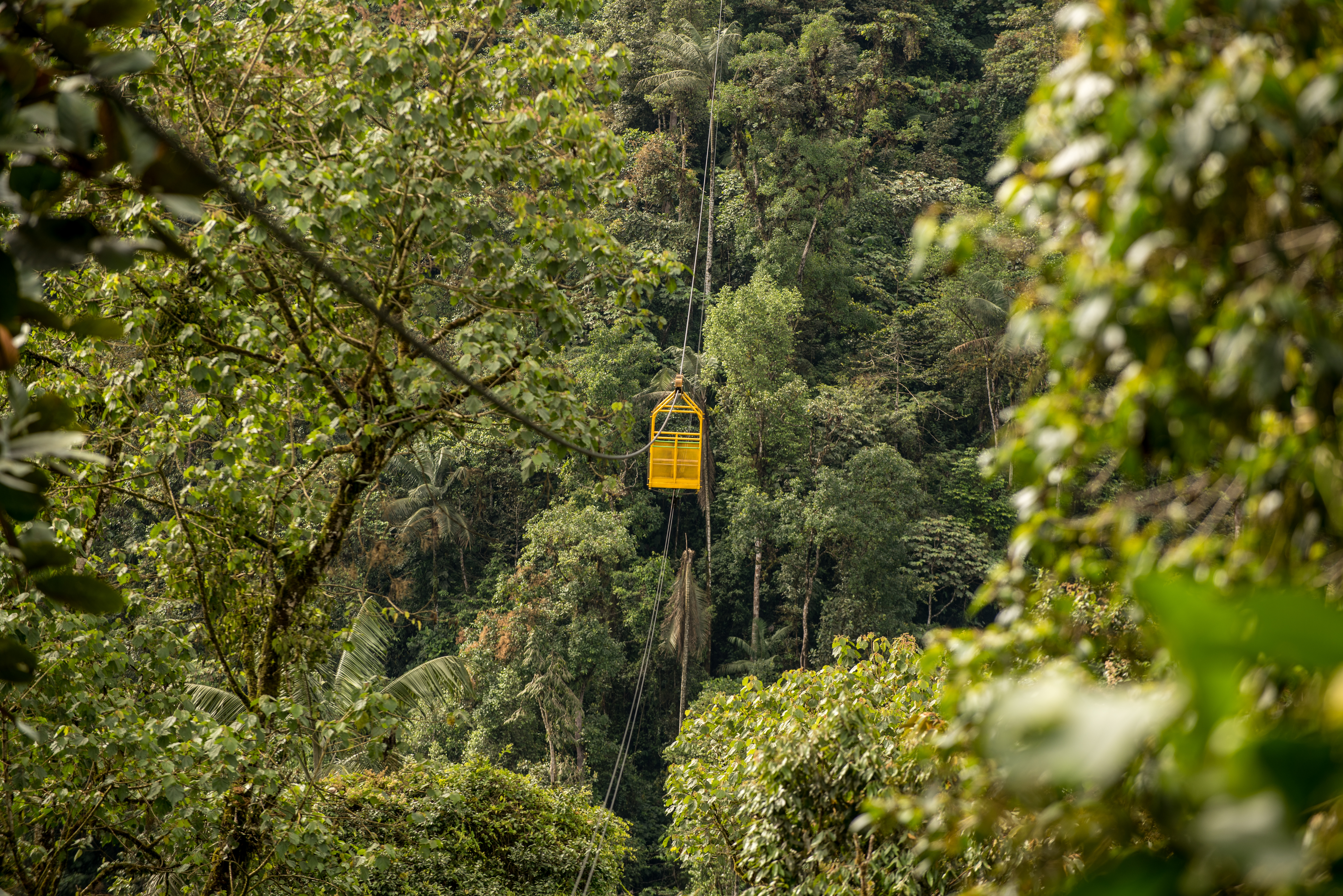 Ride a cable car across the forest canopy