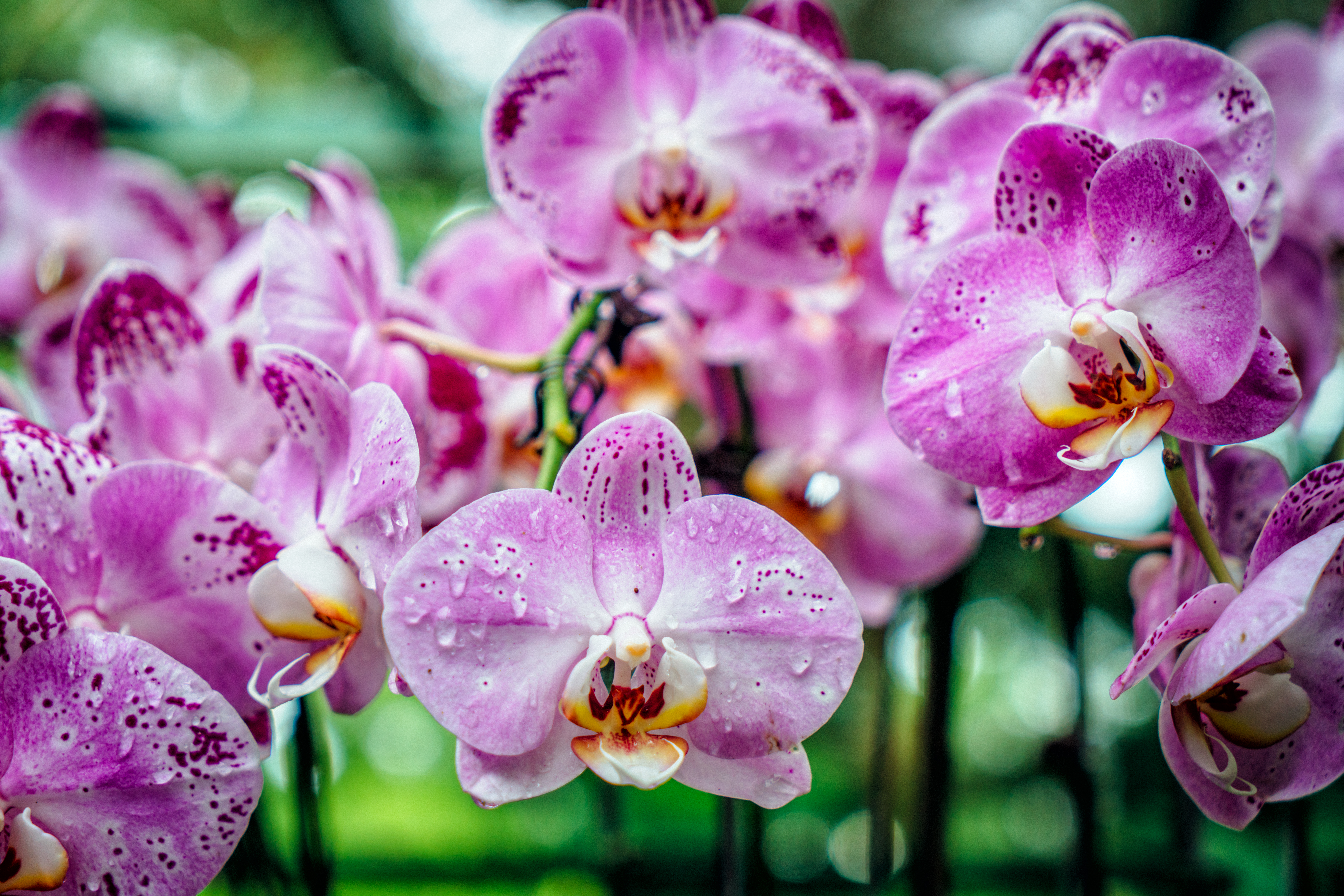 Find over 200 species of orchids in Cloud Forest