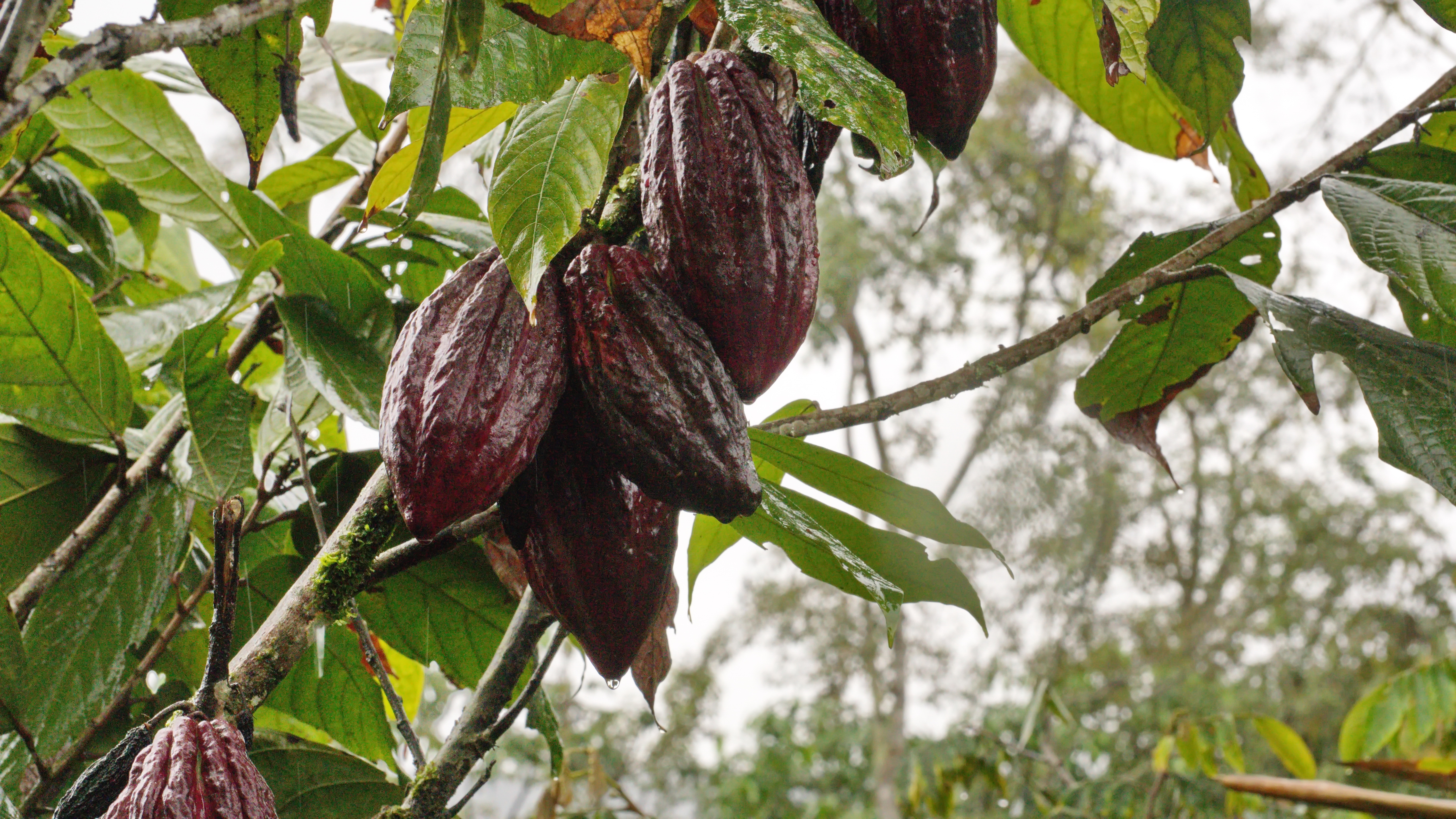 Visit a chocolate factory in the town of Mindo