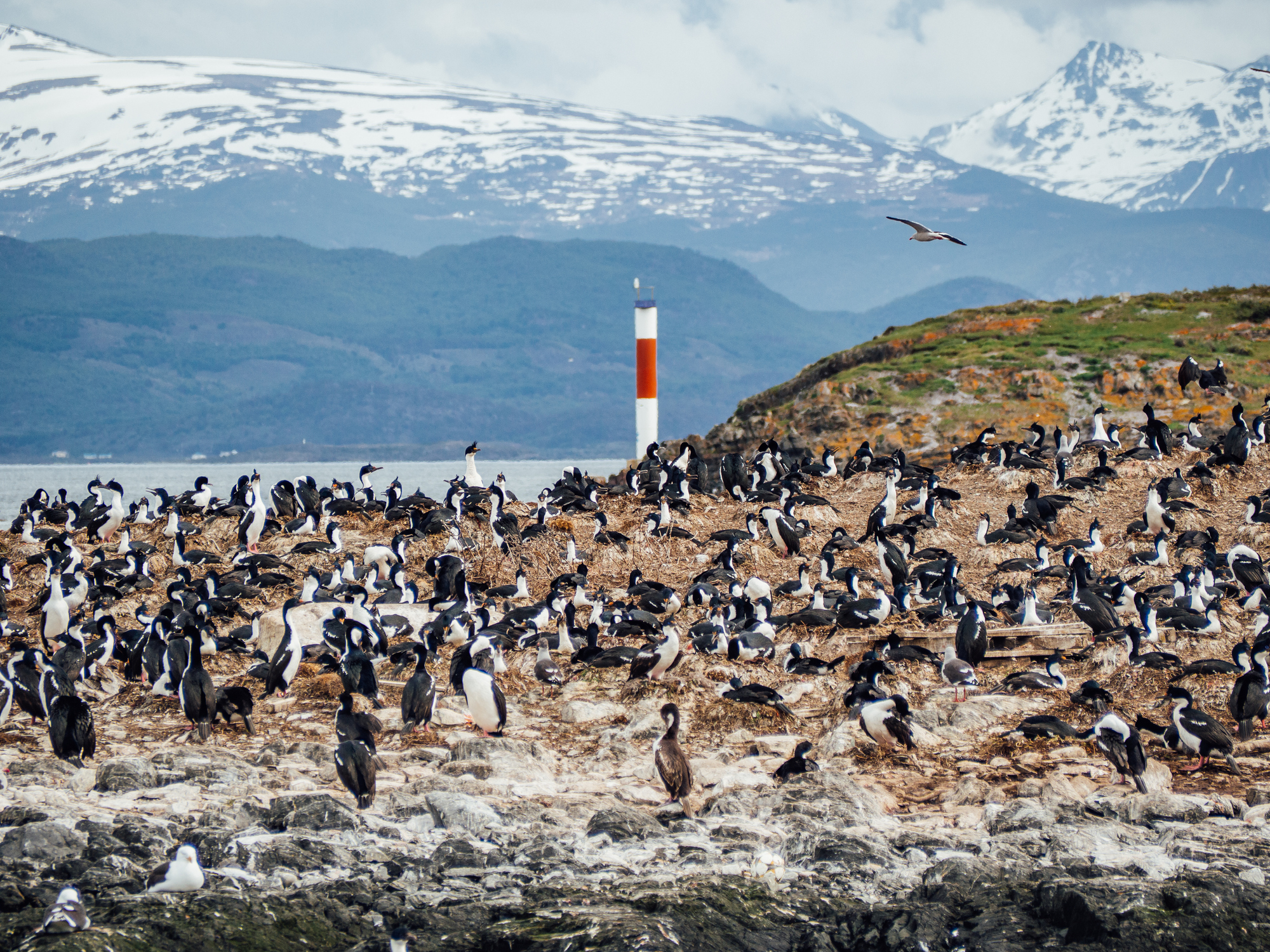 Spot Patagonian wildlife in Ushuaia
