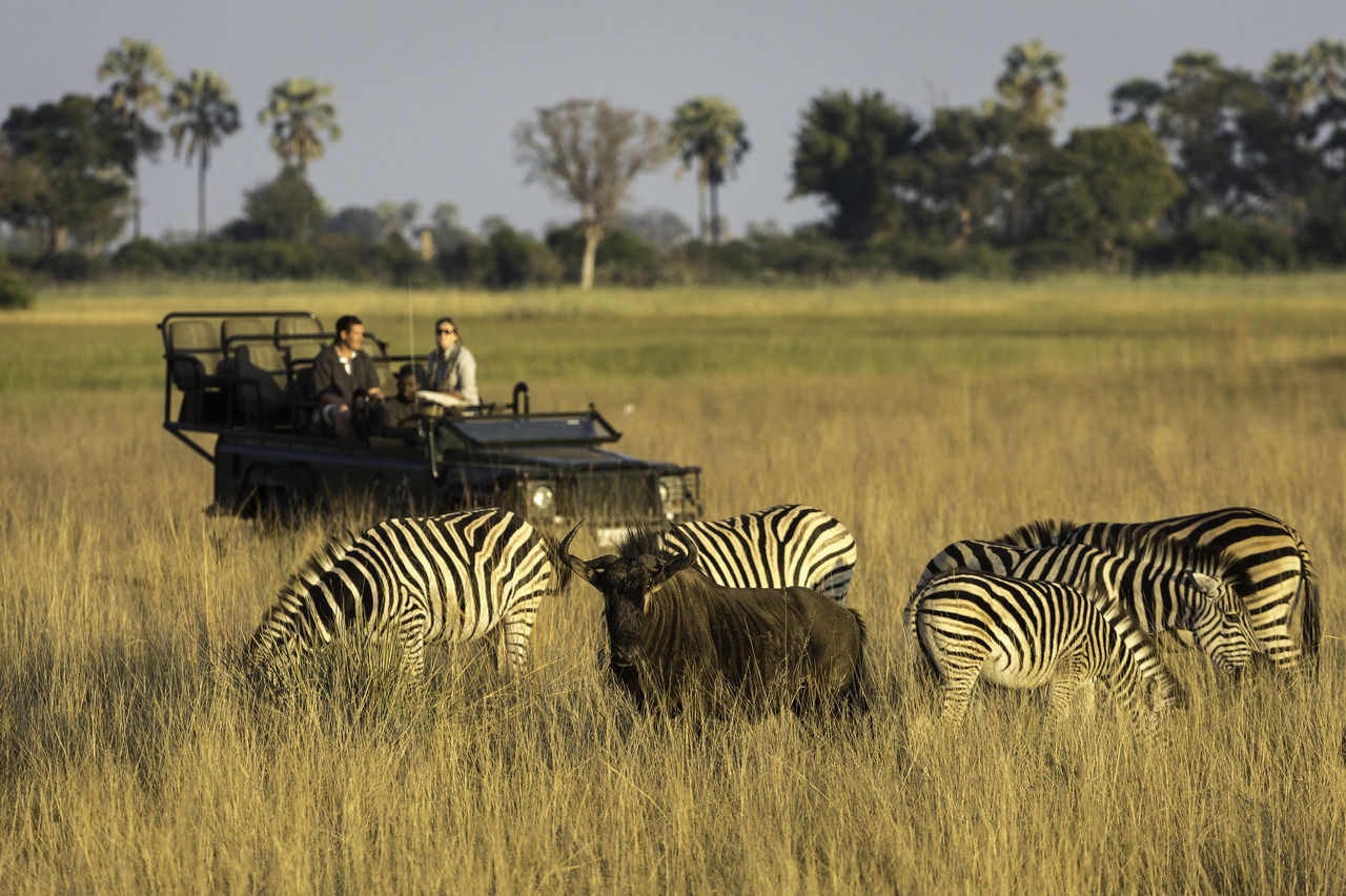 Track the Savuti's wildlife on a game drive