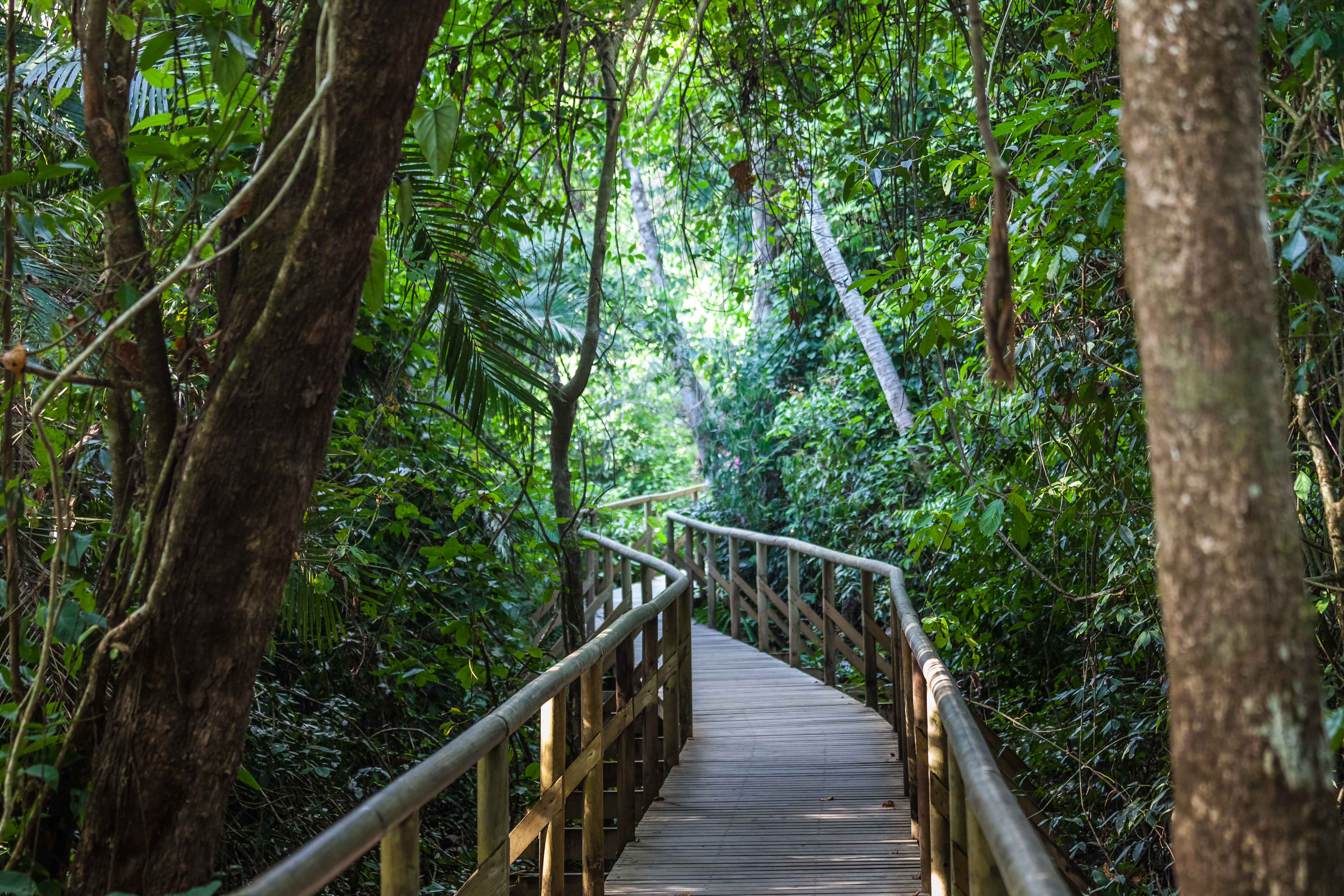 Hike trails of the Manuel Antonio National Park