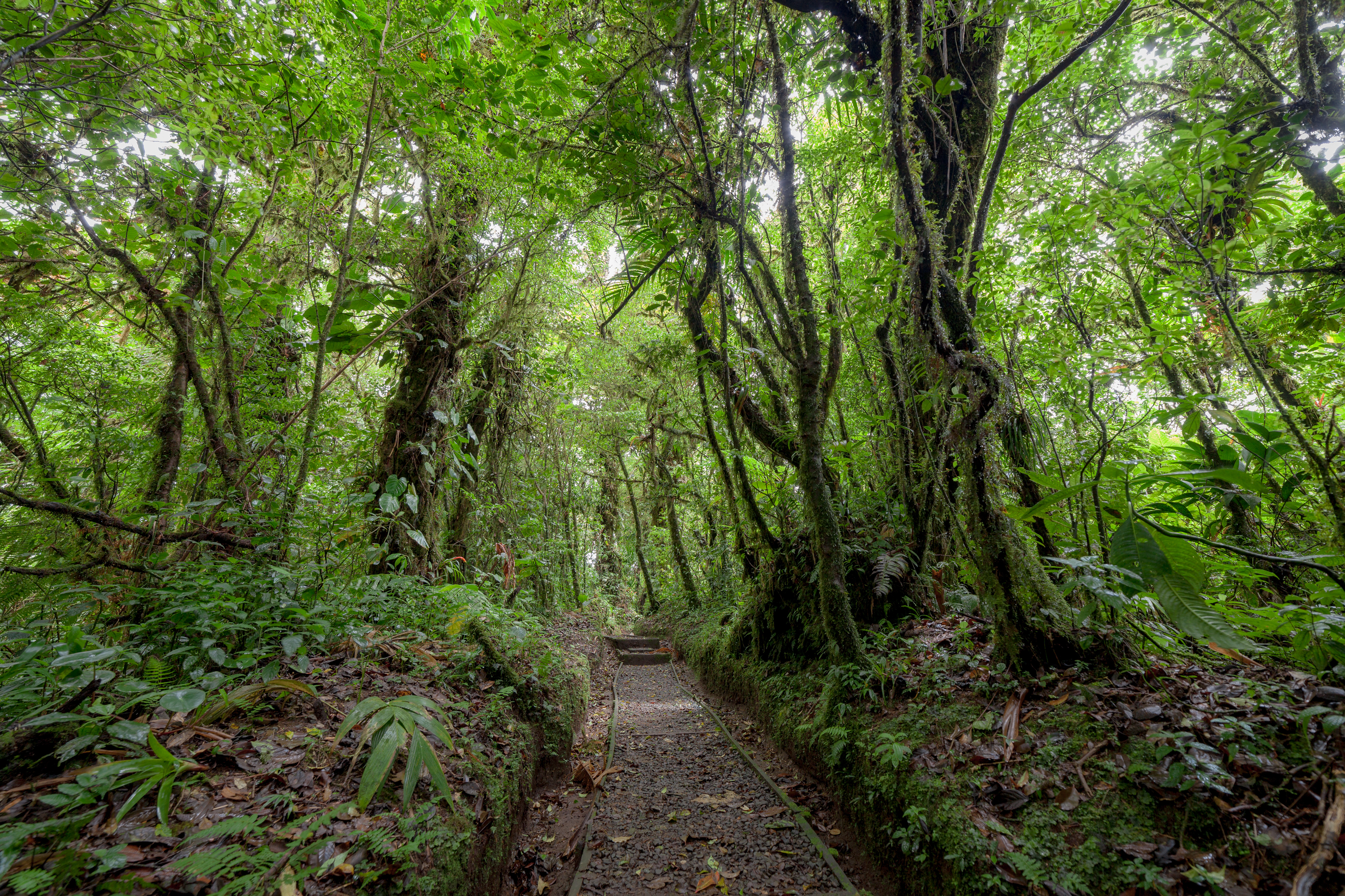 Hike through the Cloud Forest of Monteverde