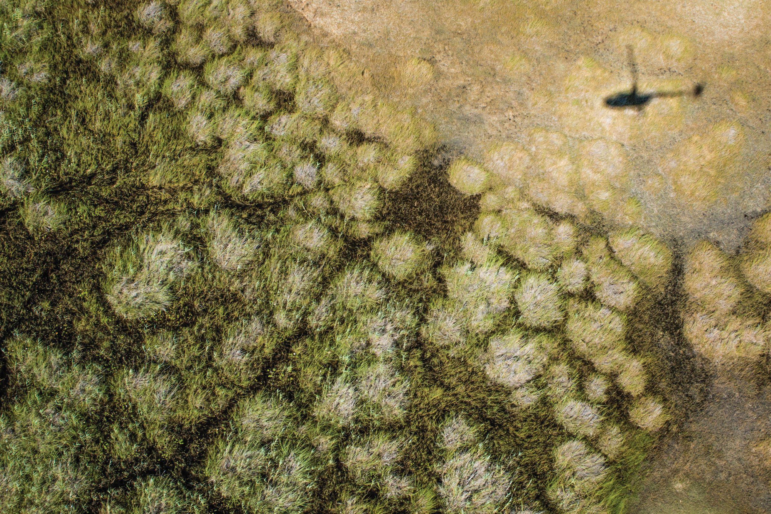 Helicopter safari from the sky in Linyanti