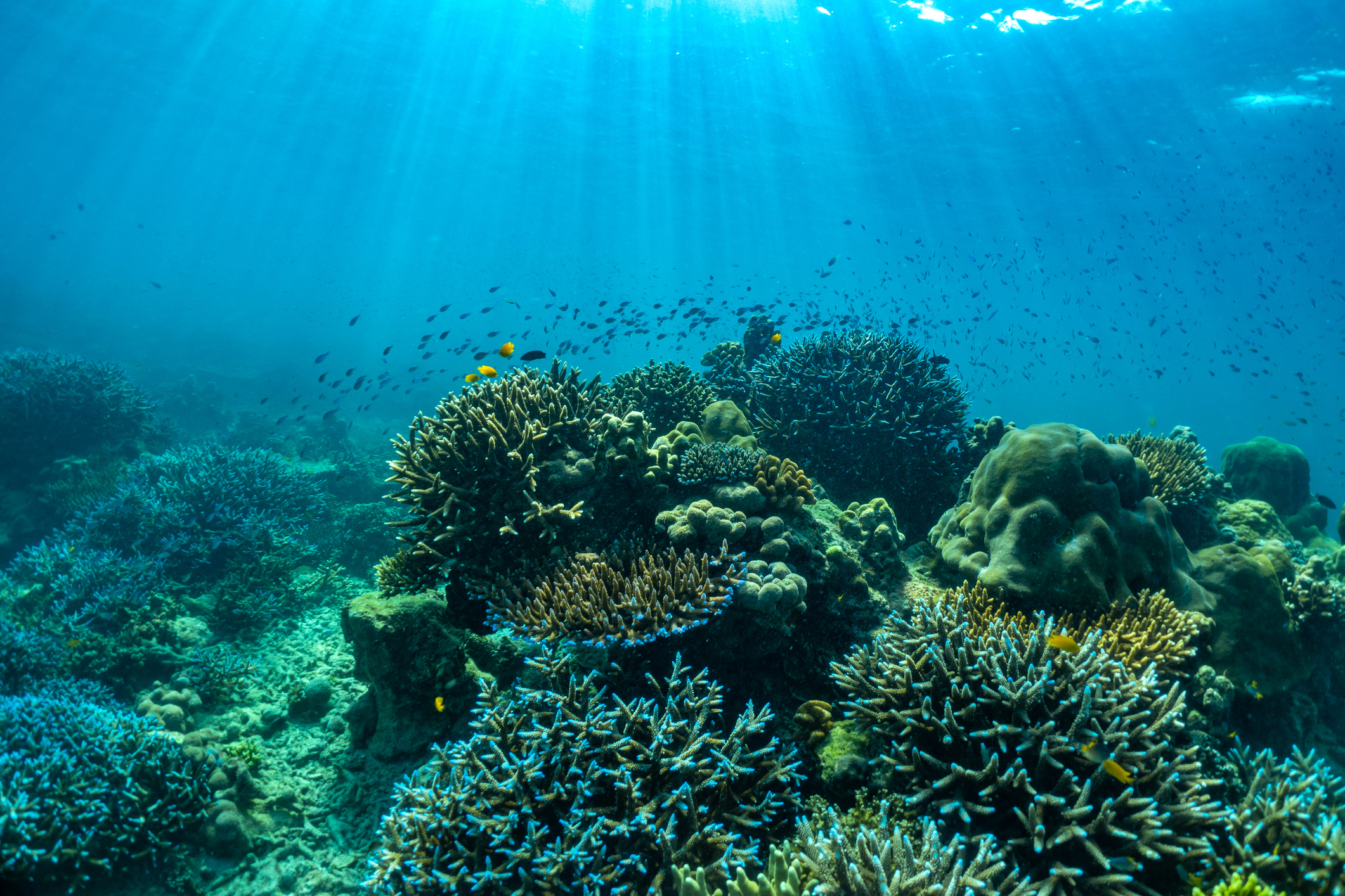 Scuba dive among the coral reefs of Phuket