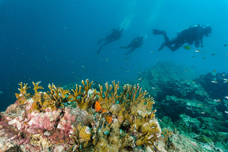 Scuba dive among the coral reefs in Koh Yao Noi | Timbuktu Travel