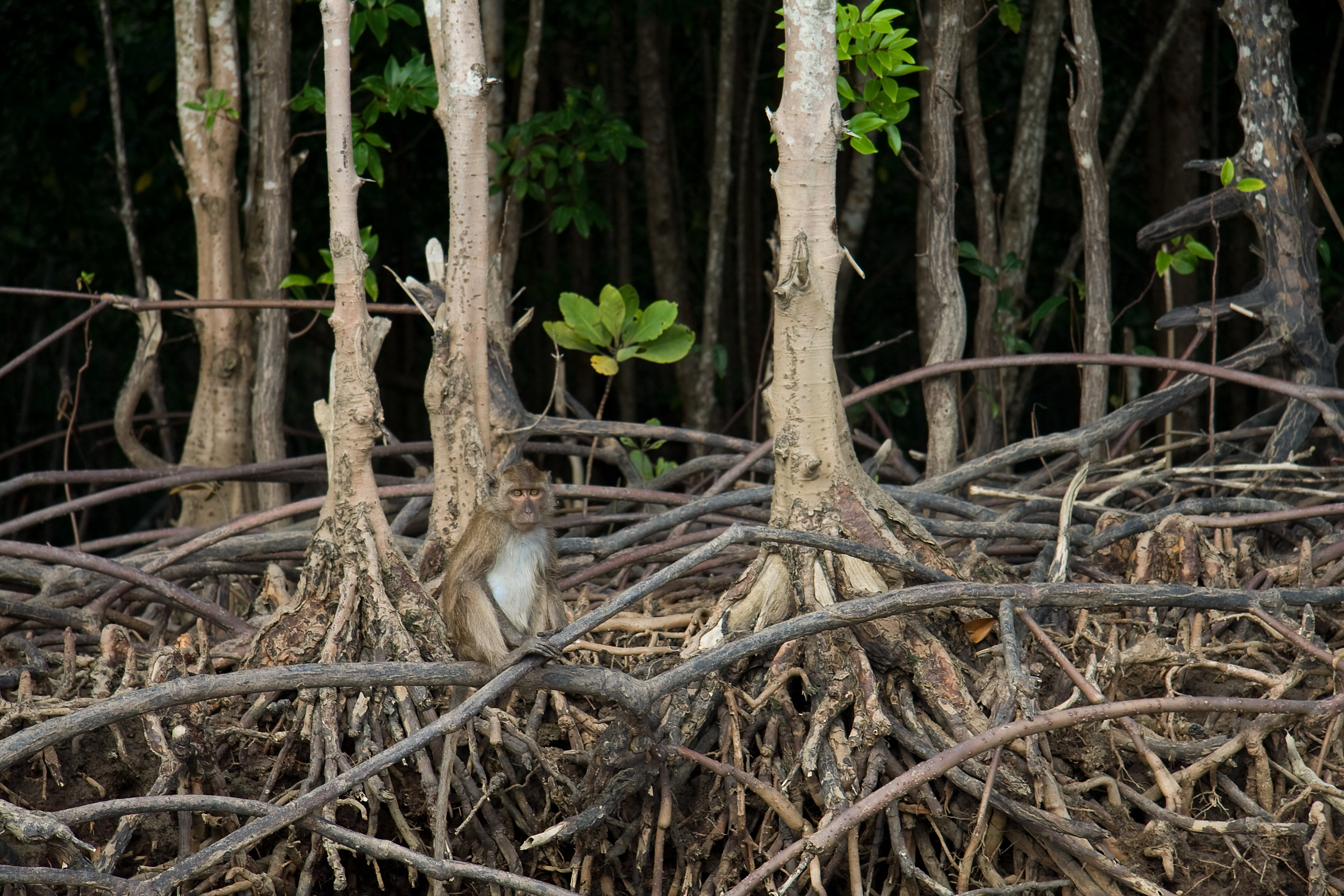 Explore the Mangrove forest of Koh Lanta