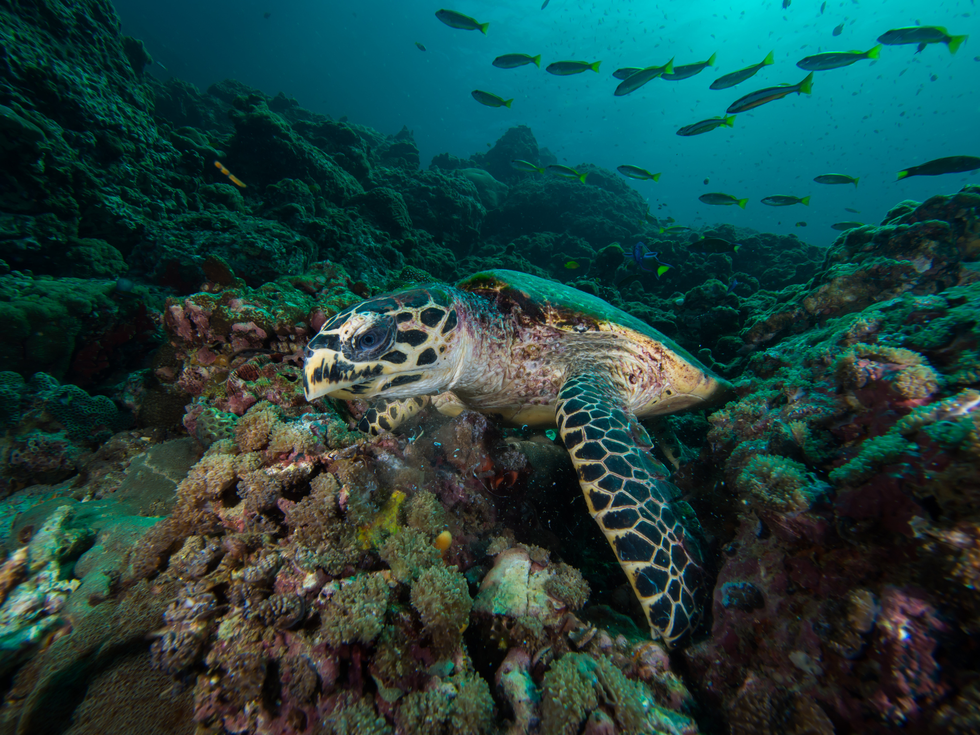 Scuba dive among the coral reefs in Koh Lanta