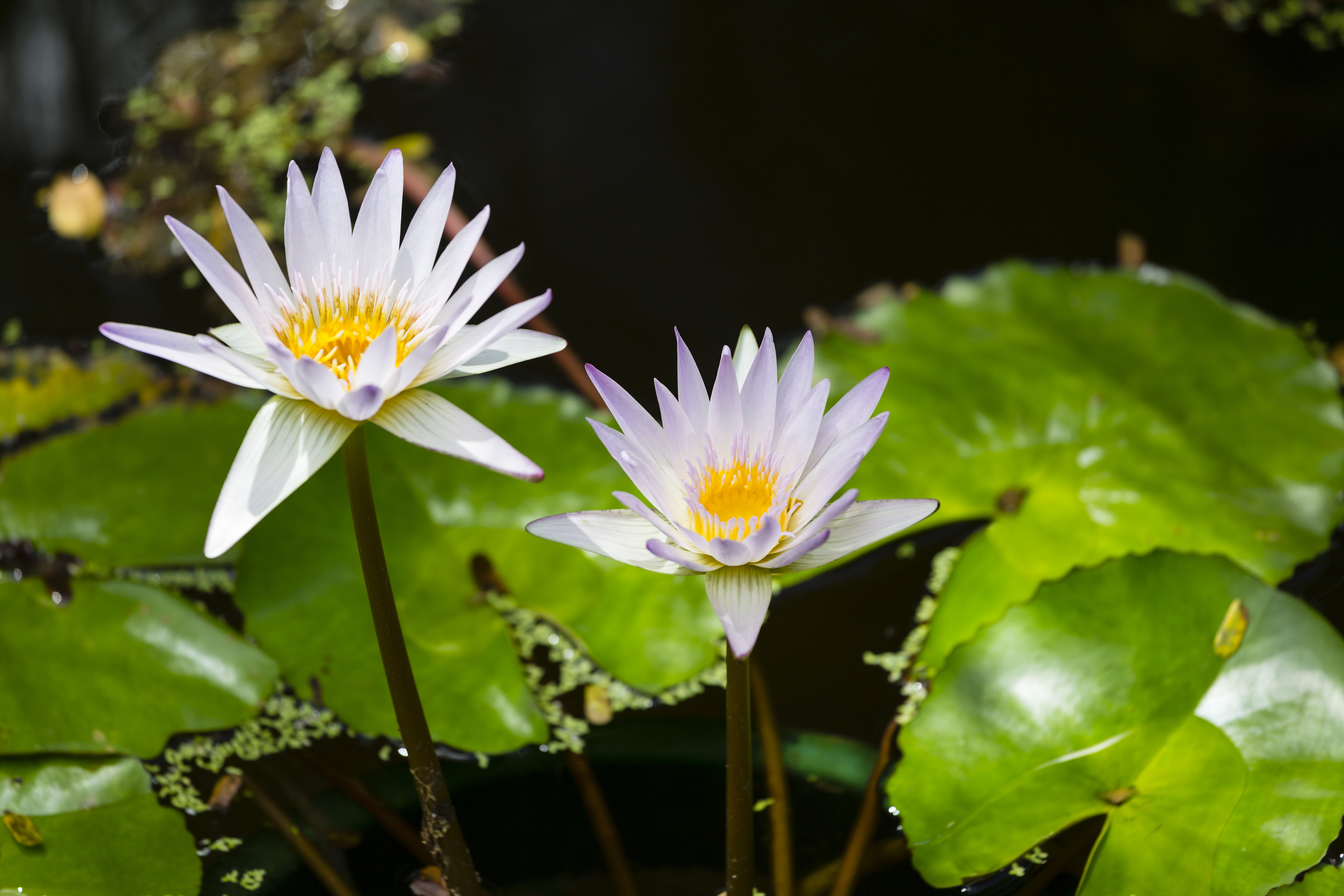 Visit the National Botanical Gardens, Seychelles