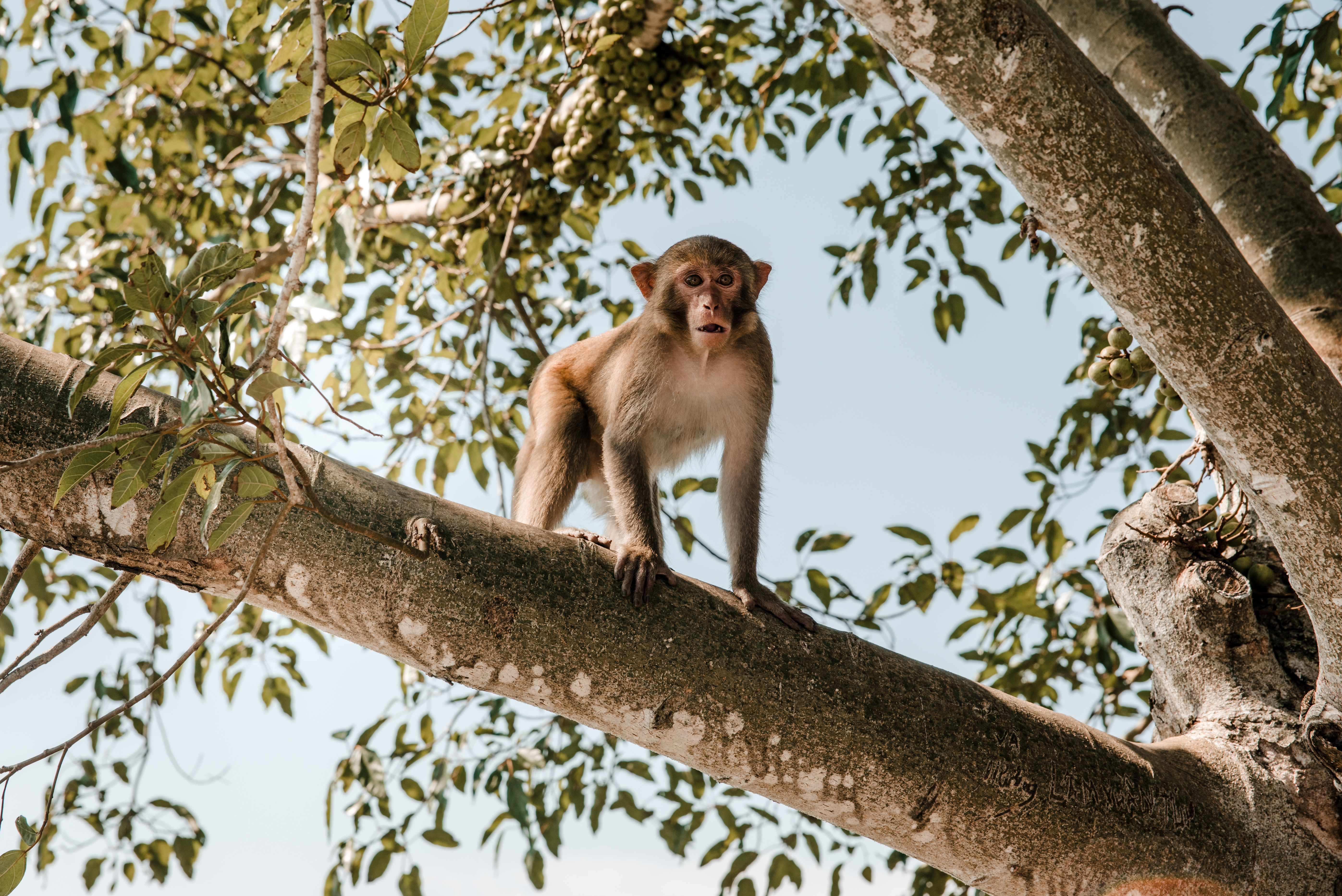Visit the residents of Monkey Island in Nah Trang