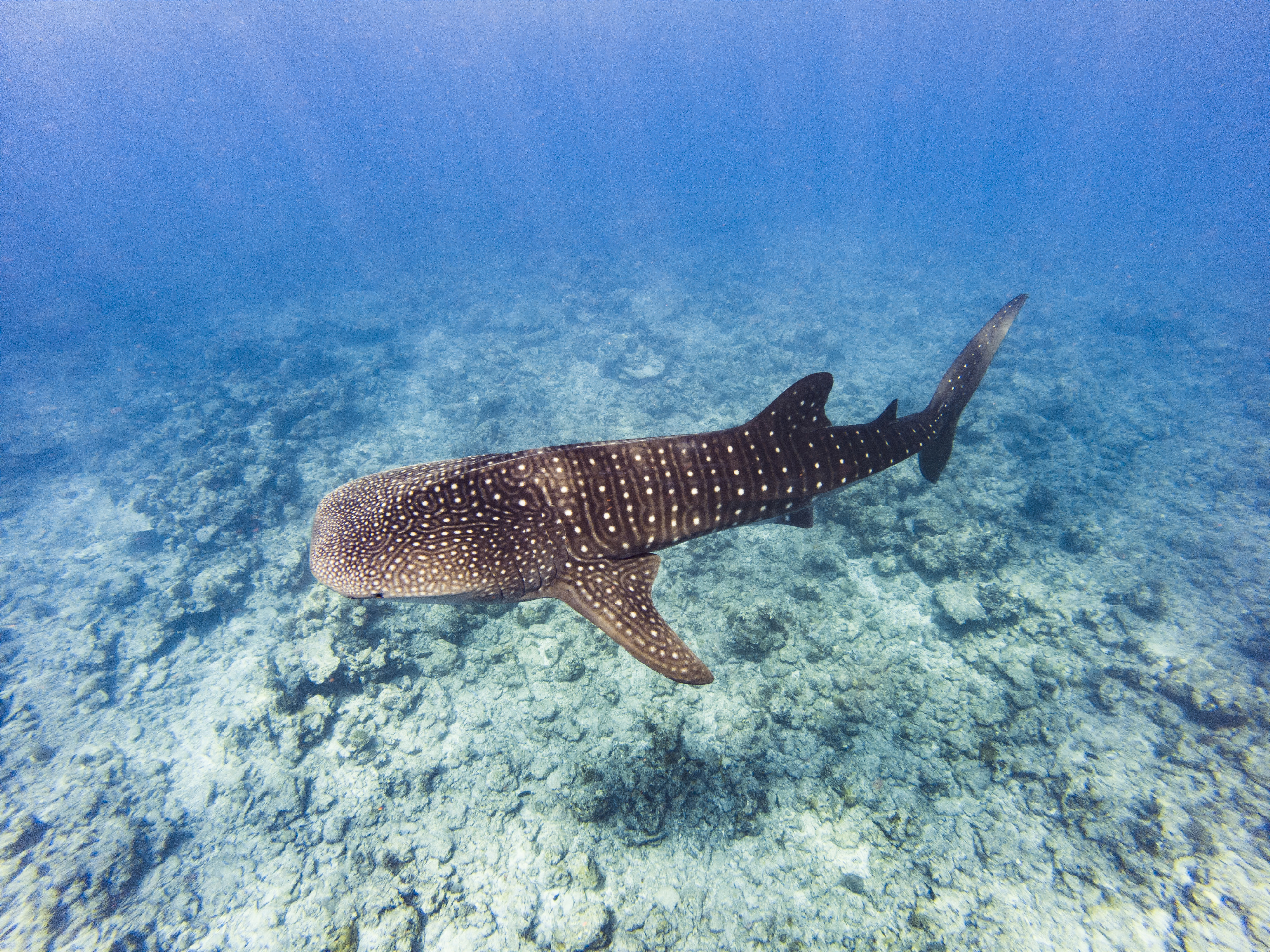Go on a whale shark excursion in Nosy Be
