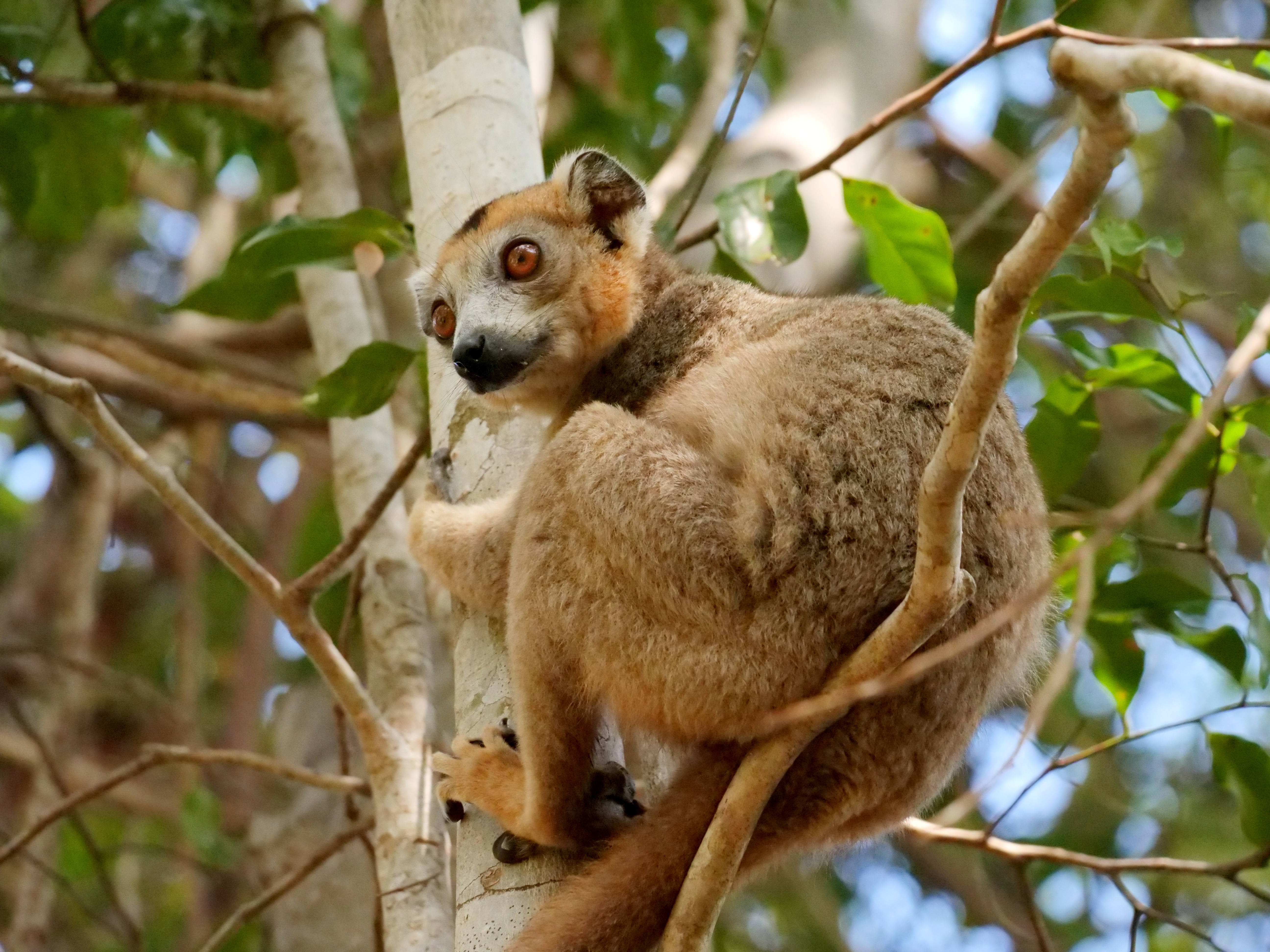 Hike through the protected forest of Andrafiamena