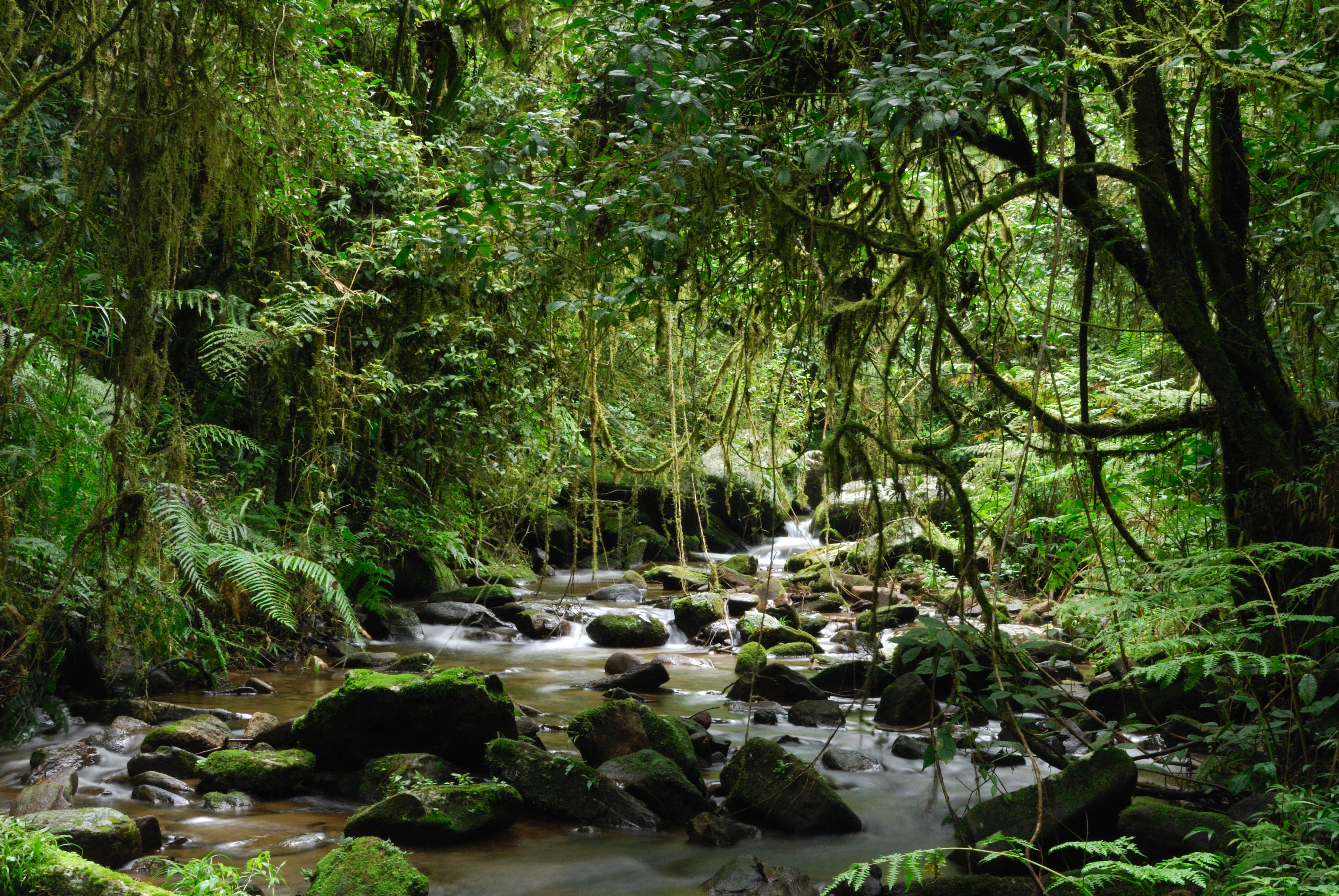 Hike through Ranomafana National Park
