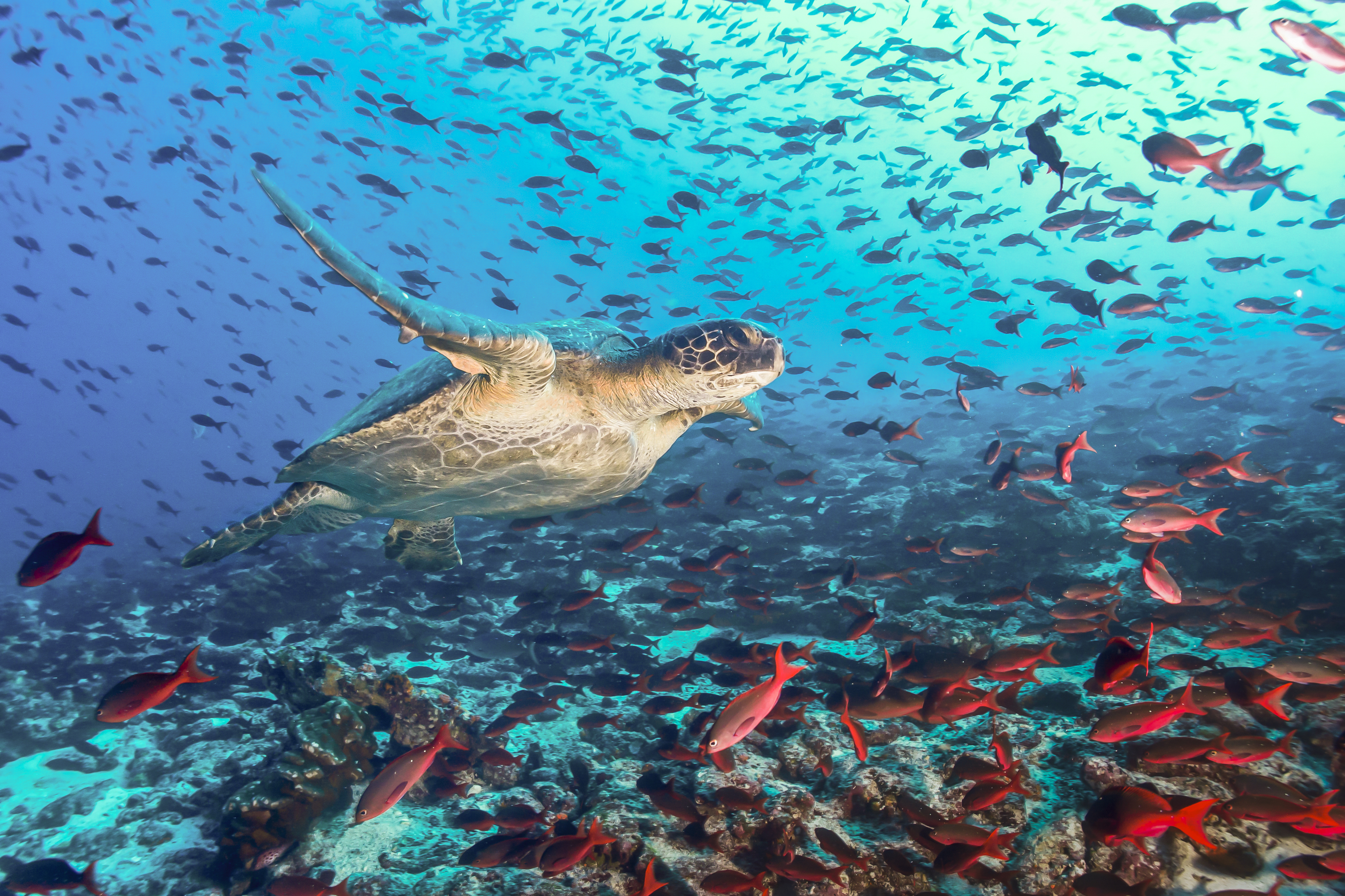 Explore the underwater world of Isla Santa Cruz Timbuktu Travel