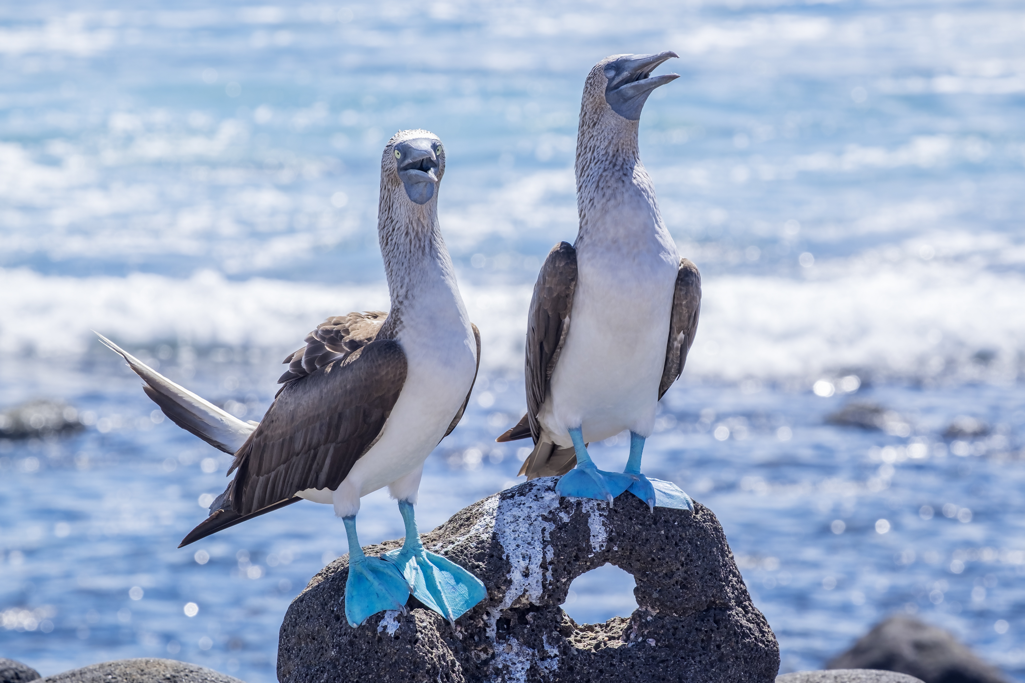 Spot the unique birds of North Seymour Island