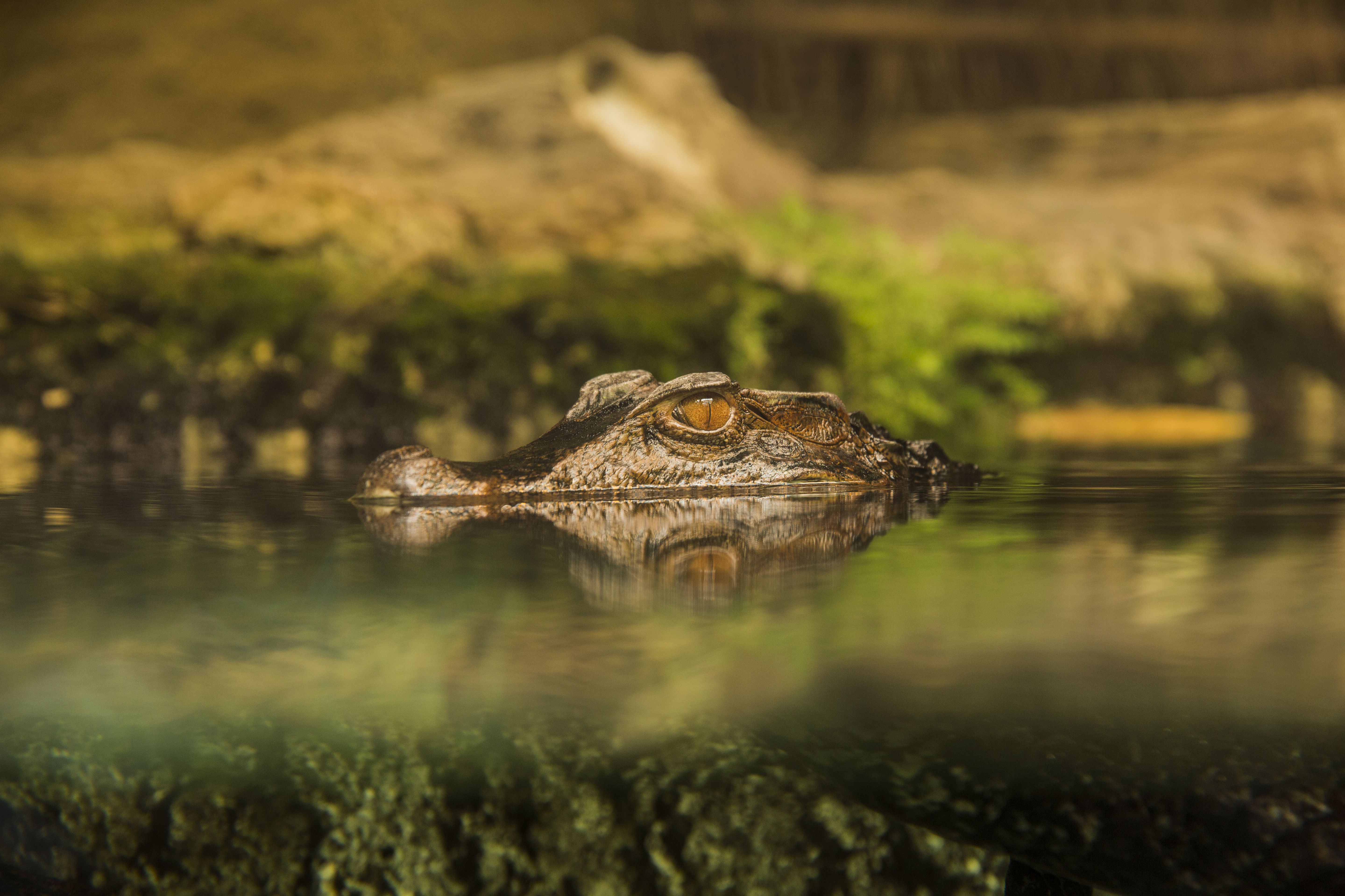 Visit the alligator sanctuary in Guayaquil