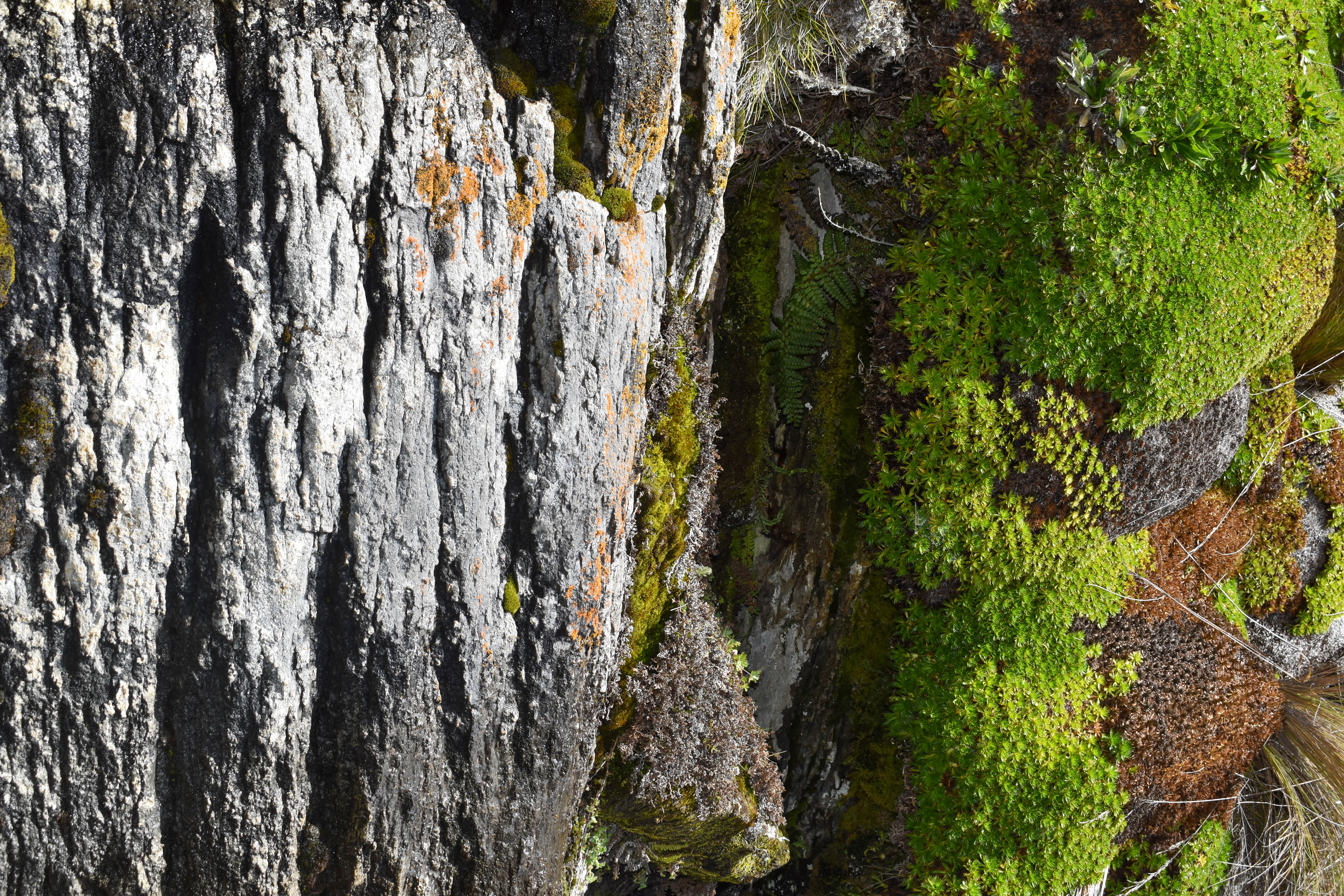 Explore the cloud forest on a guided hike 