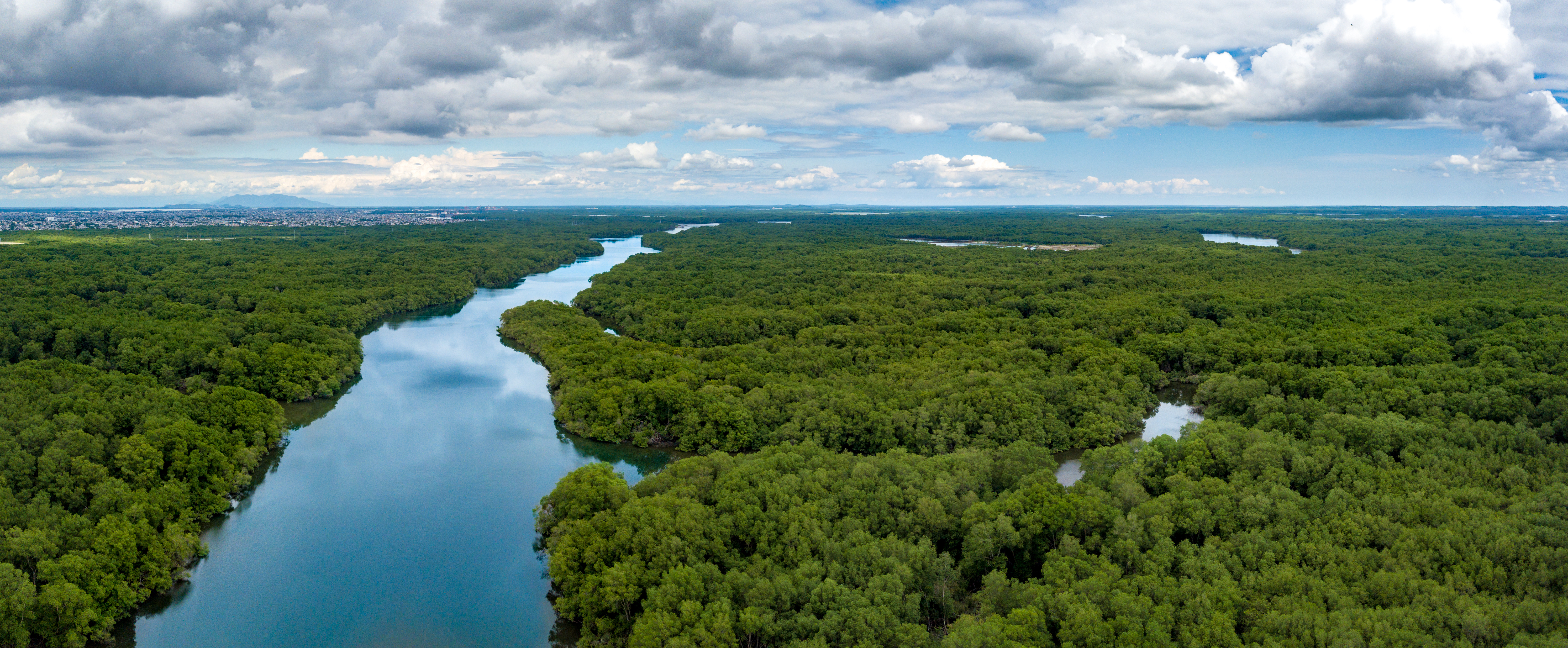 Discover the lush mangroves of Guayaquil
