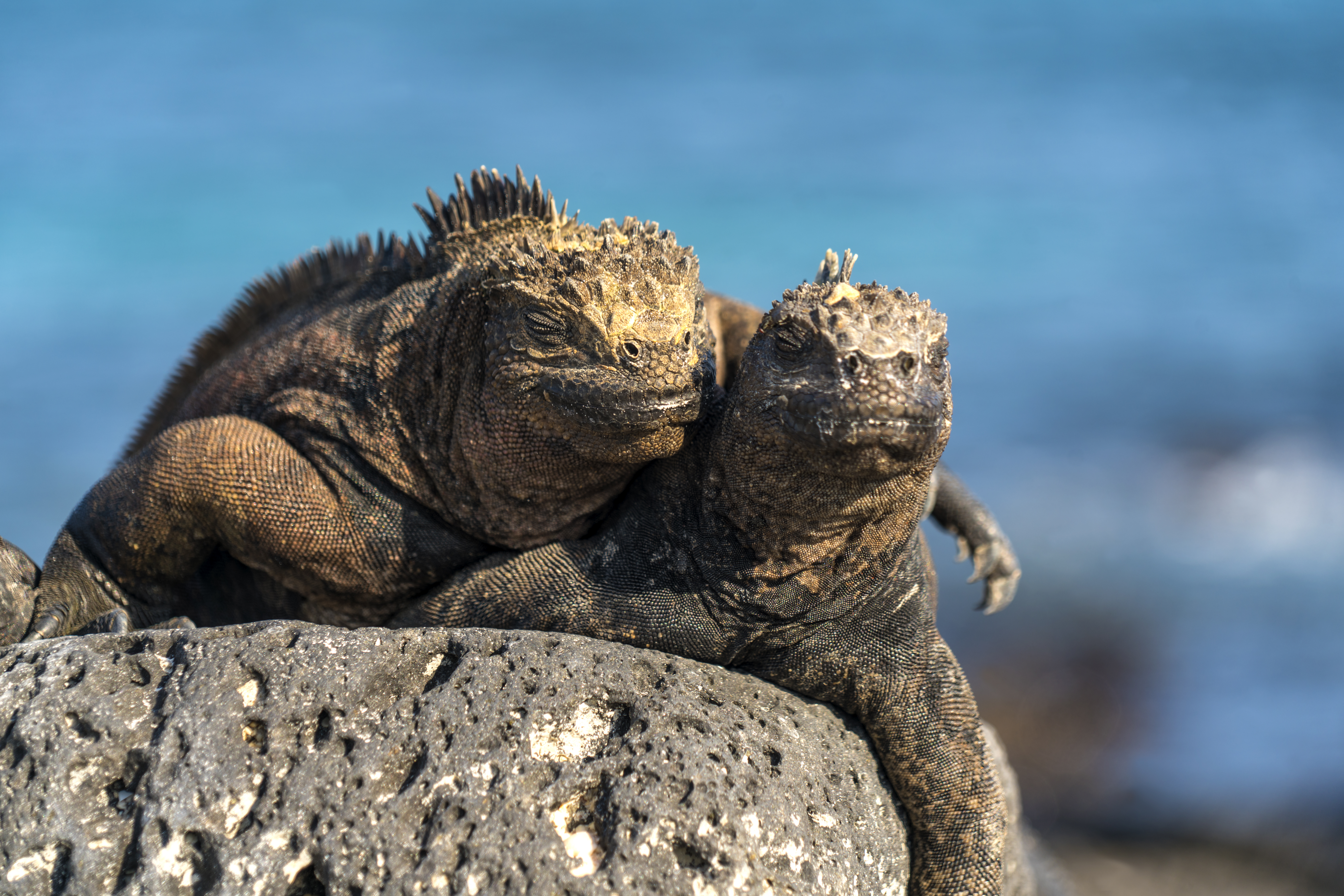 See marine and land Iguanas at San Cristobal 