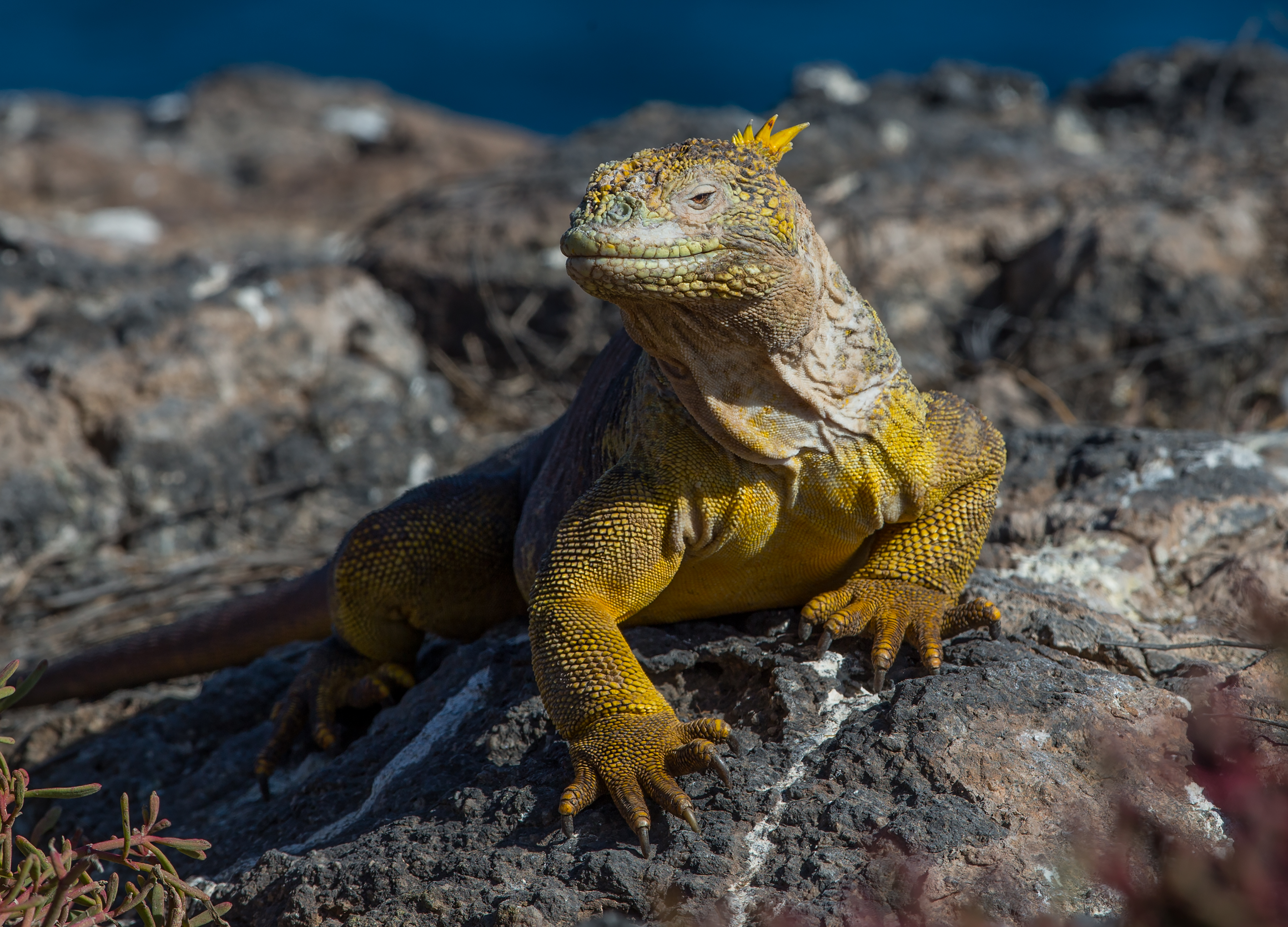 Spot the basking Iguanas in Isla Isabela