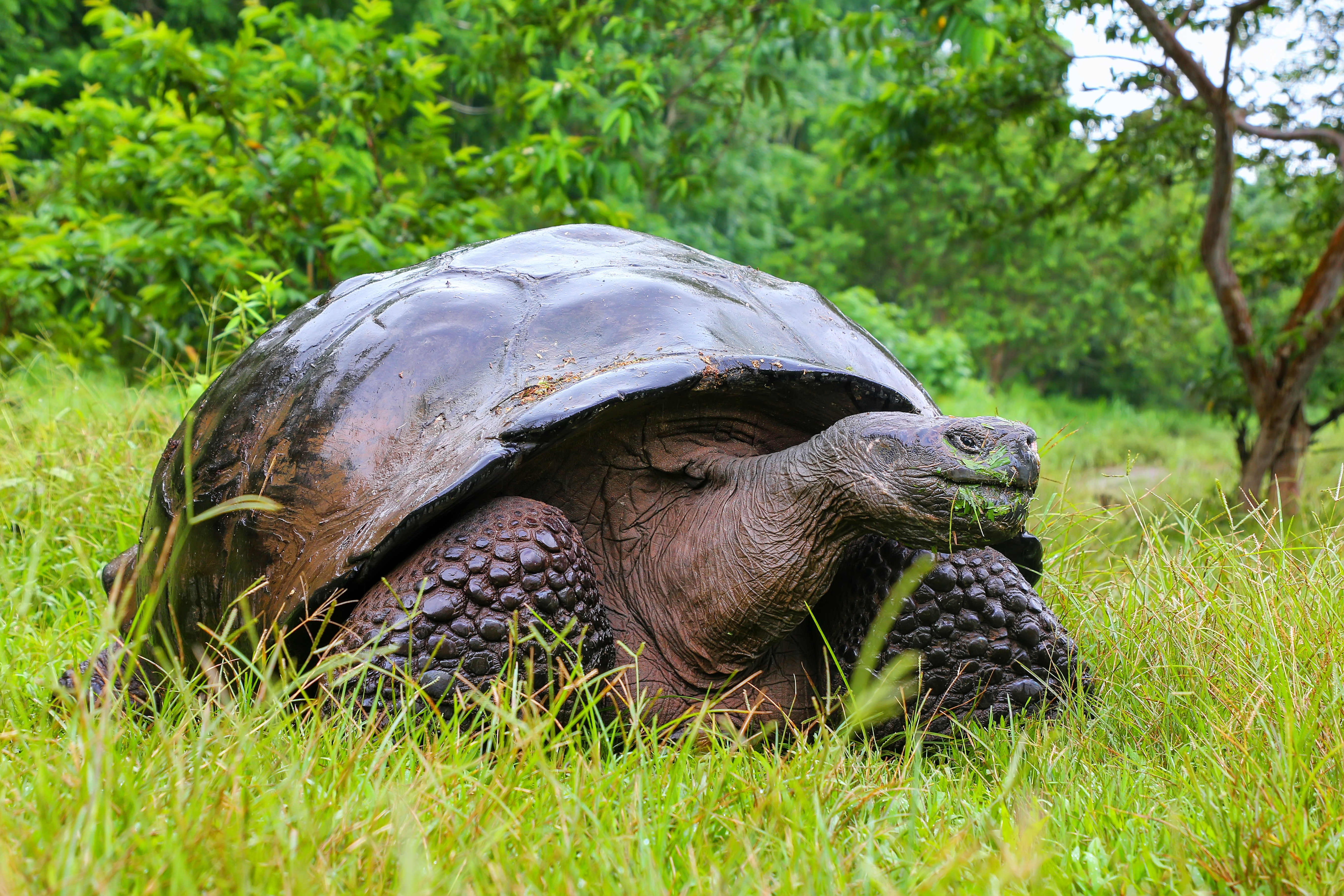Visit the tortiose breeding centre in Isla Isablea