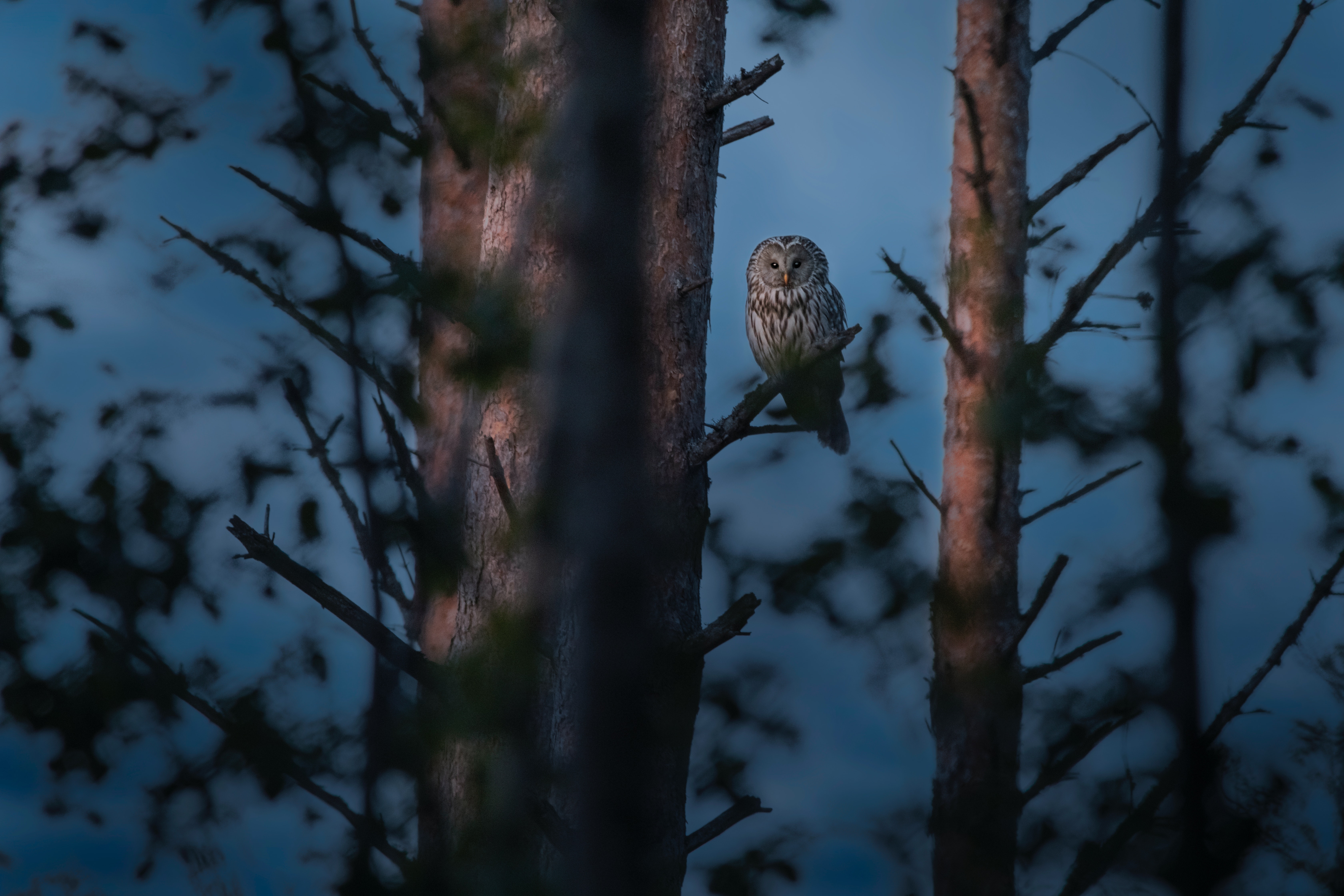 Spot wildlife on a night walk in the Amazon