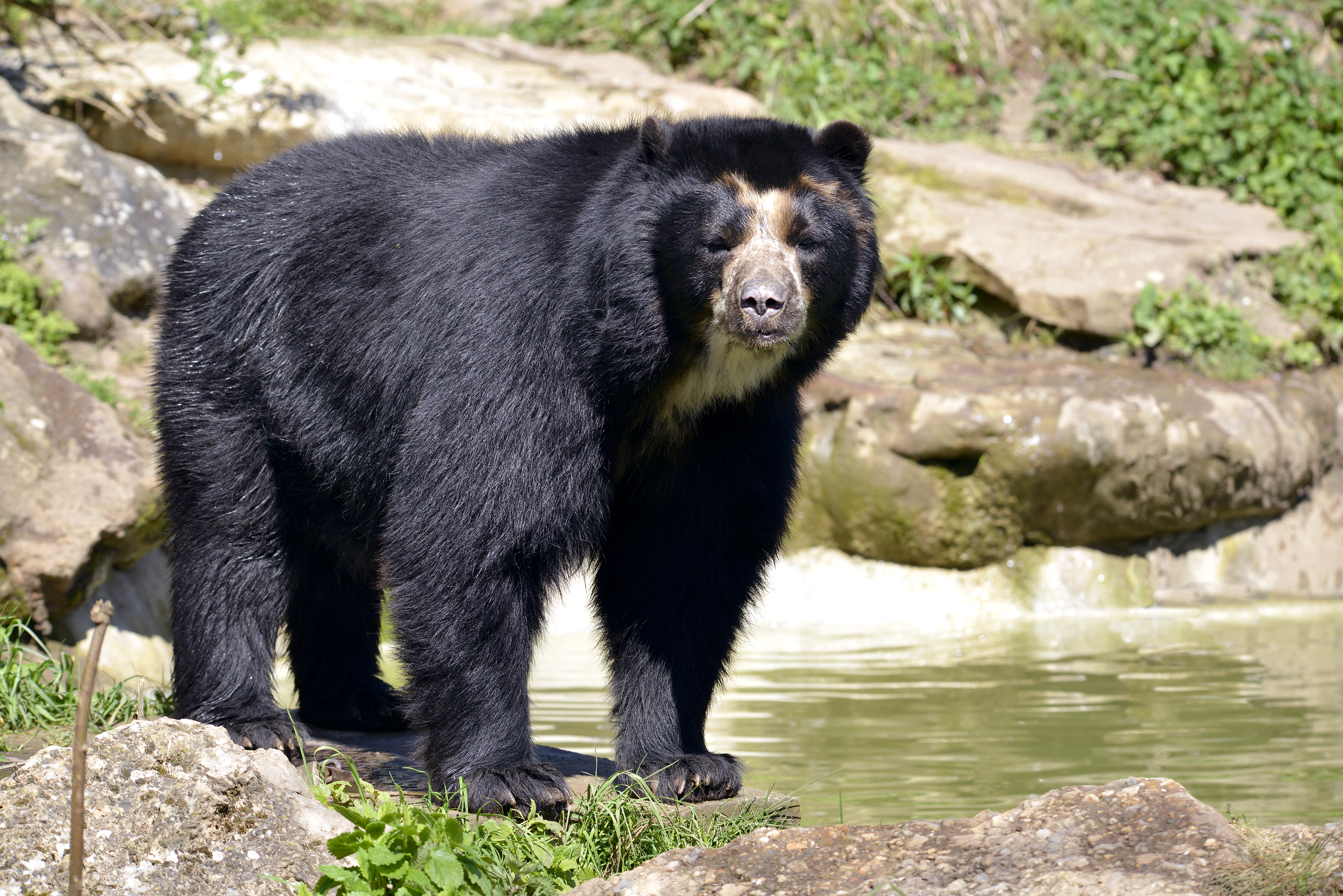 See Andean Bears in their natural habitat, Otovalo