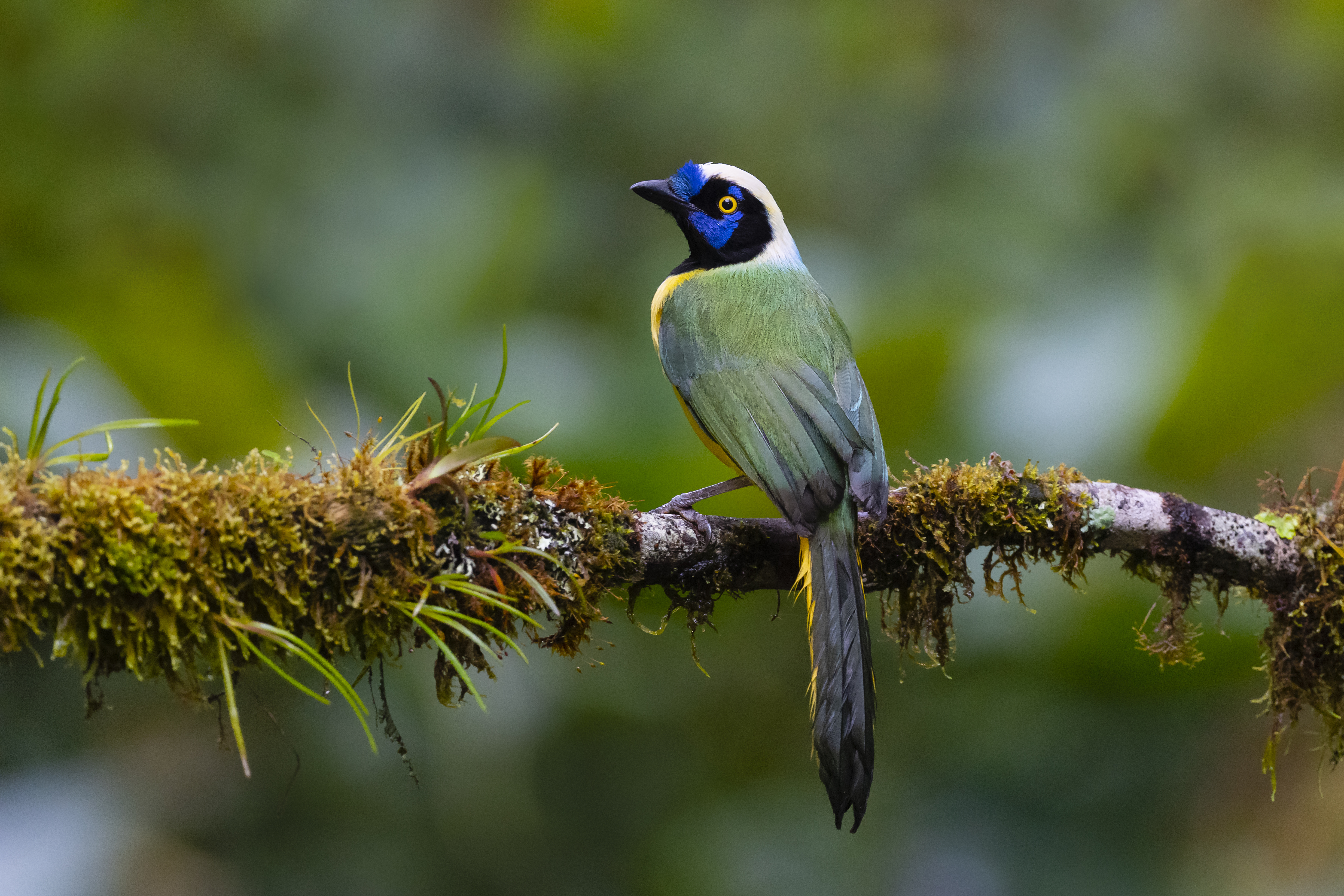 Search for the many bird species of Otavalo