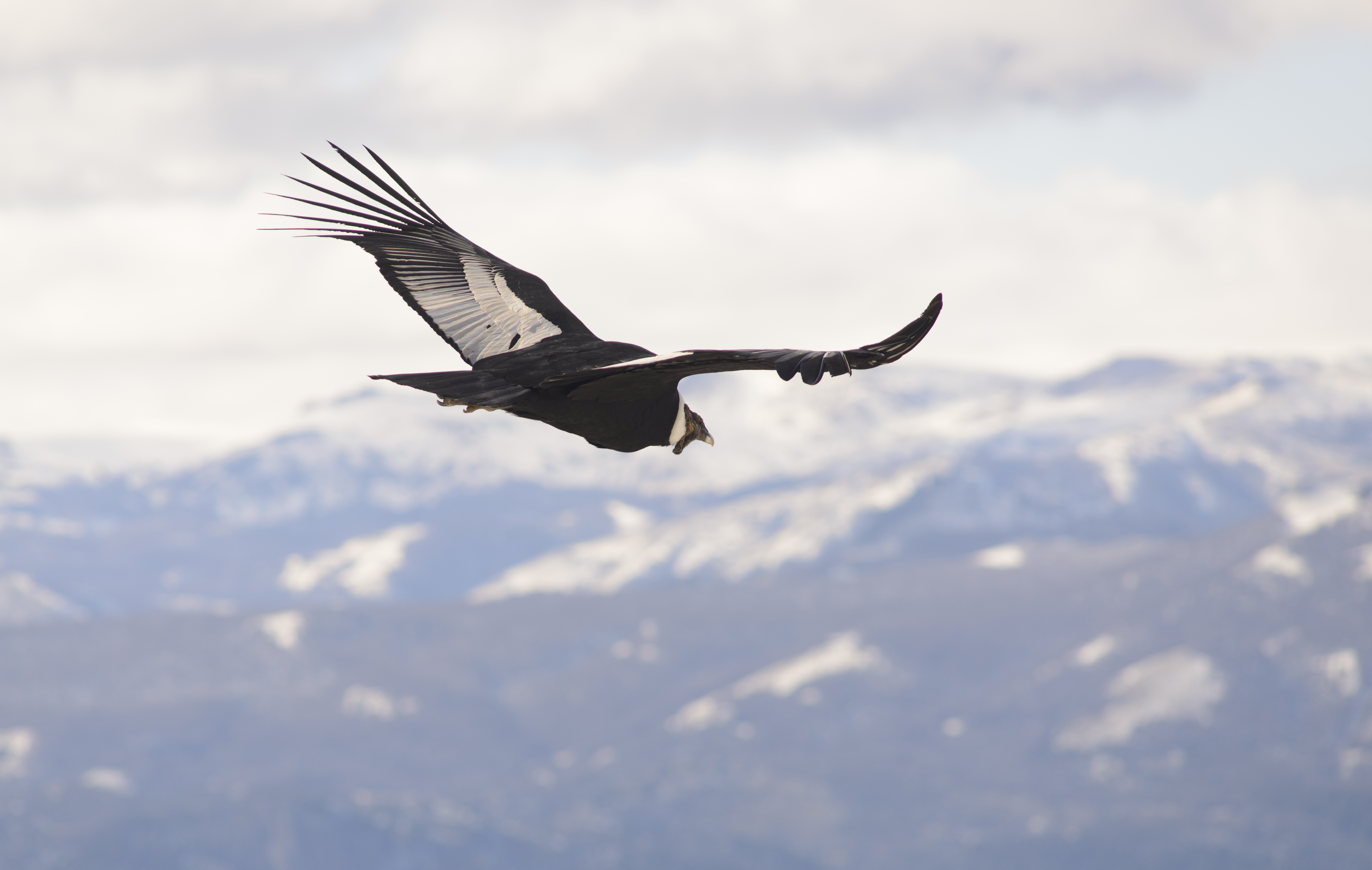 Learn about the conservation of indigenous condors