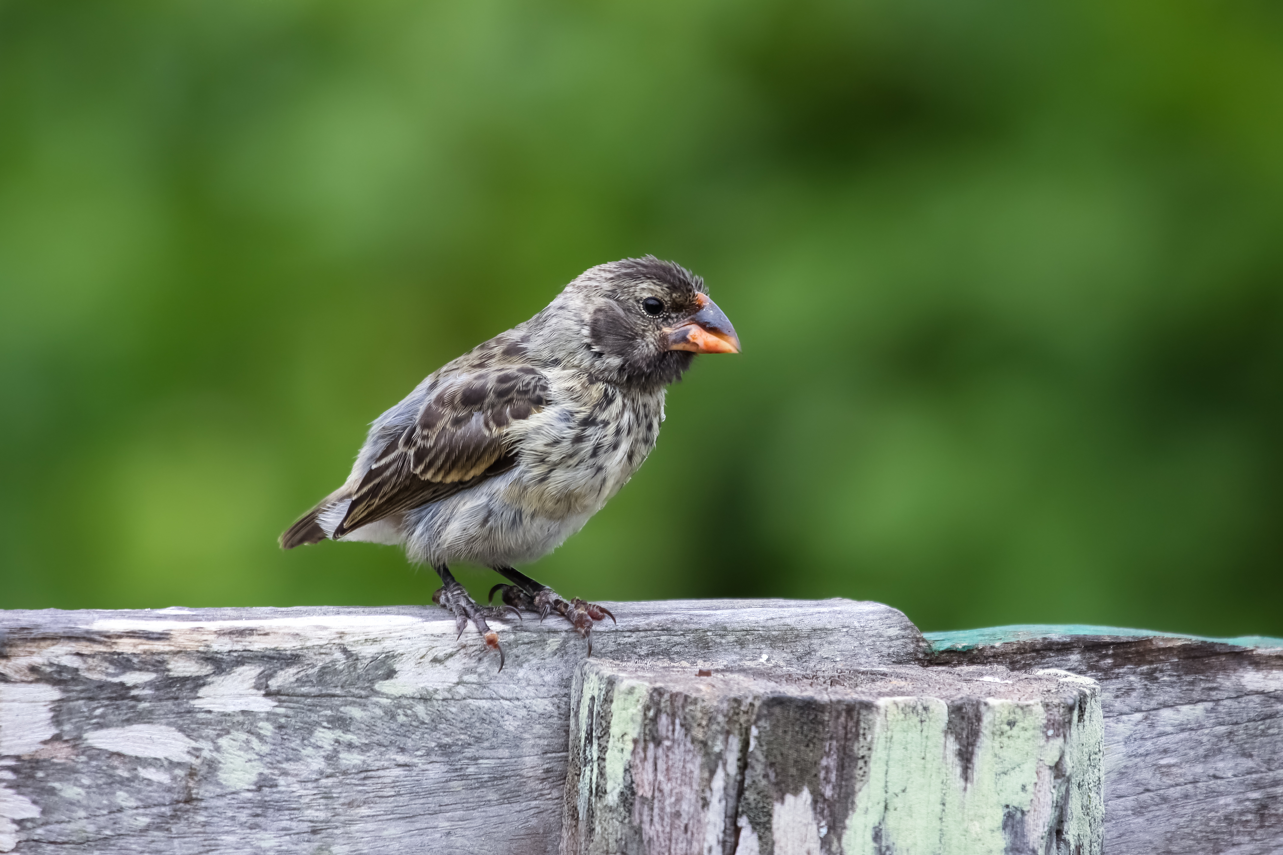 Spot Darwin's famous finches in San Cristobal
