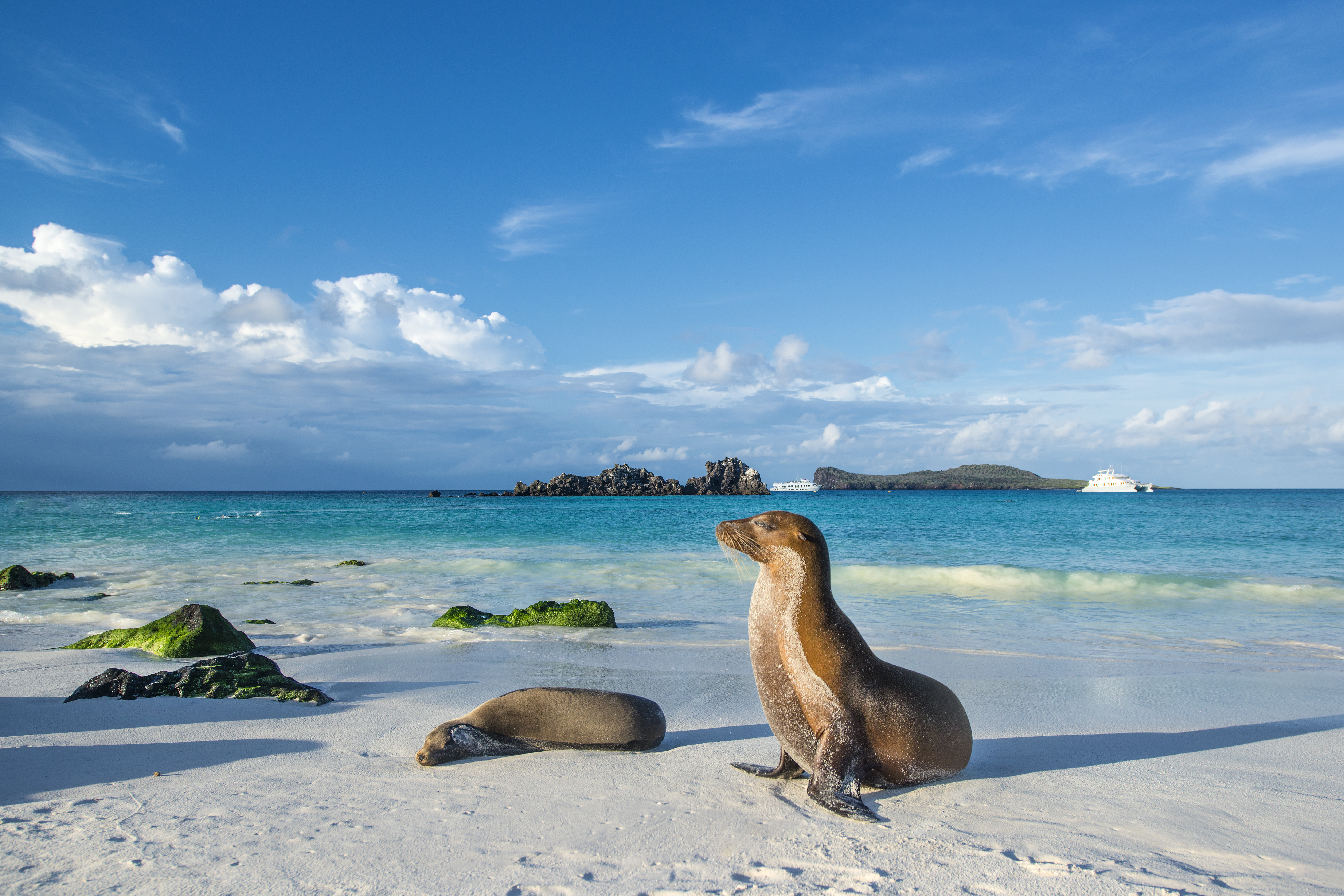 Swim with sea lions at Isla Española