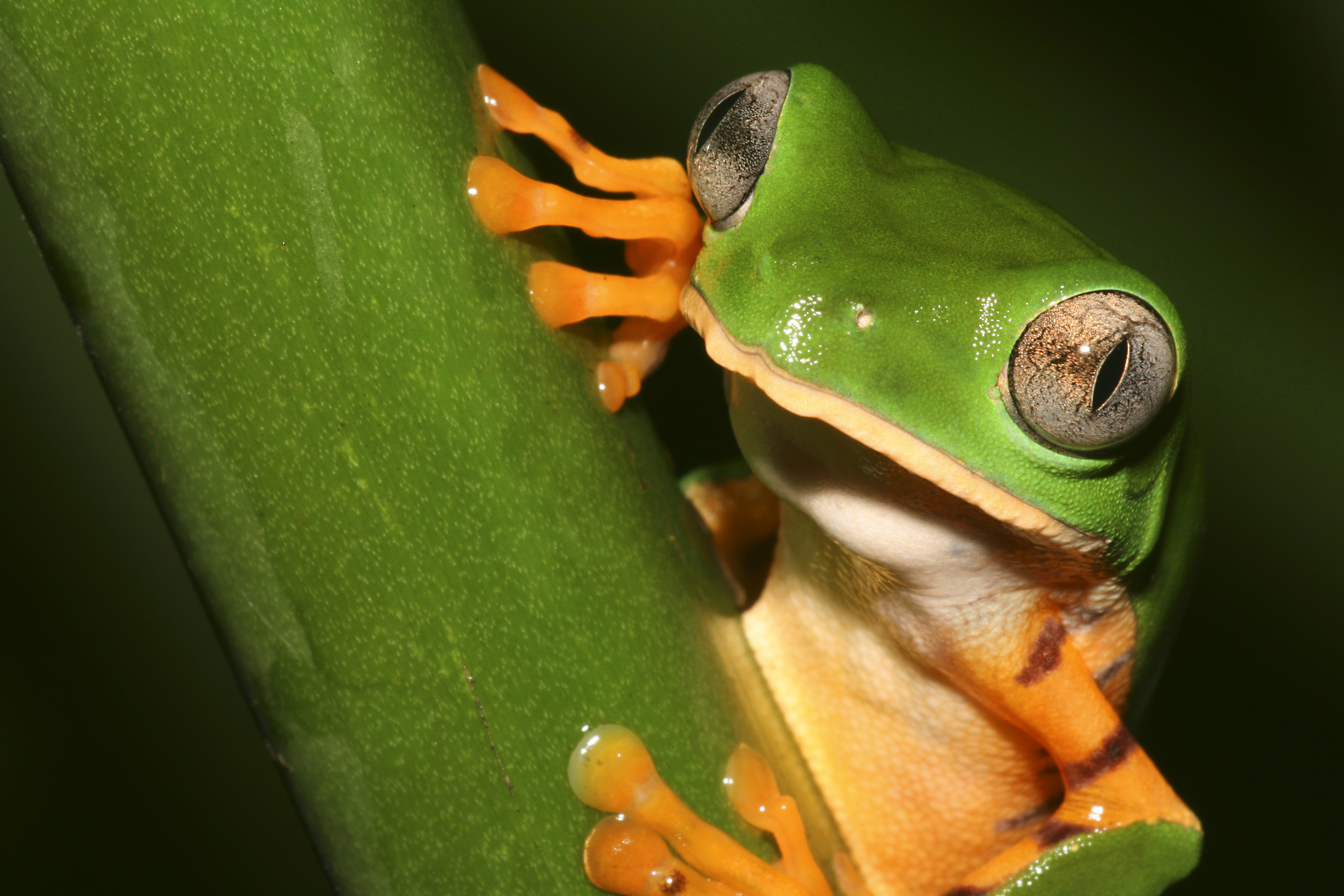 Spot colourful insects and frogs in the Amazon