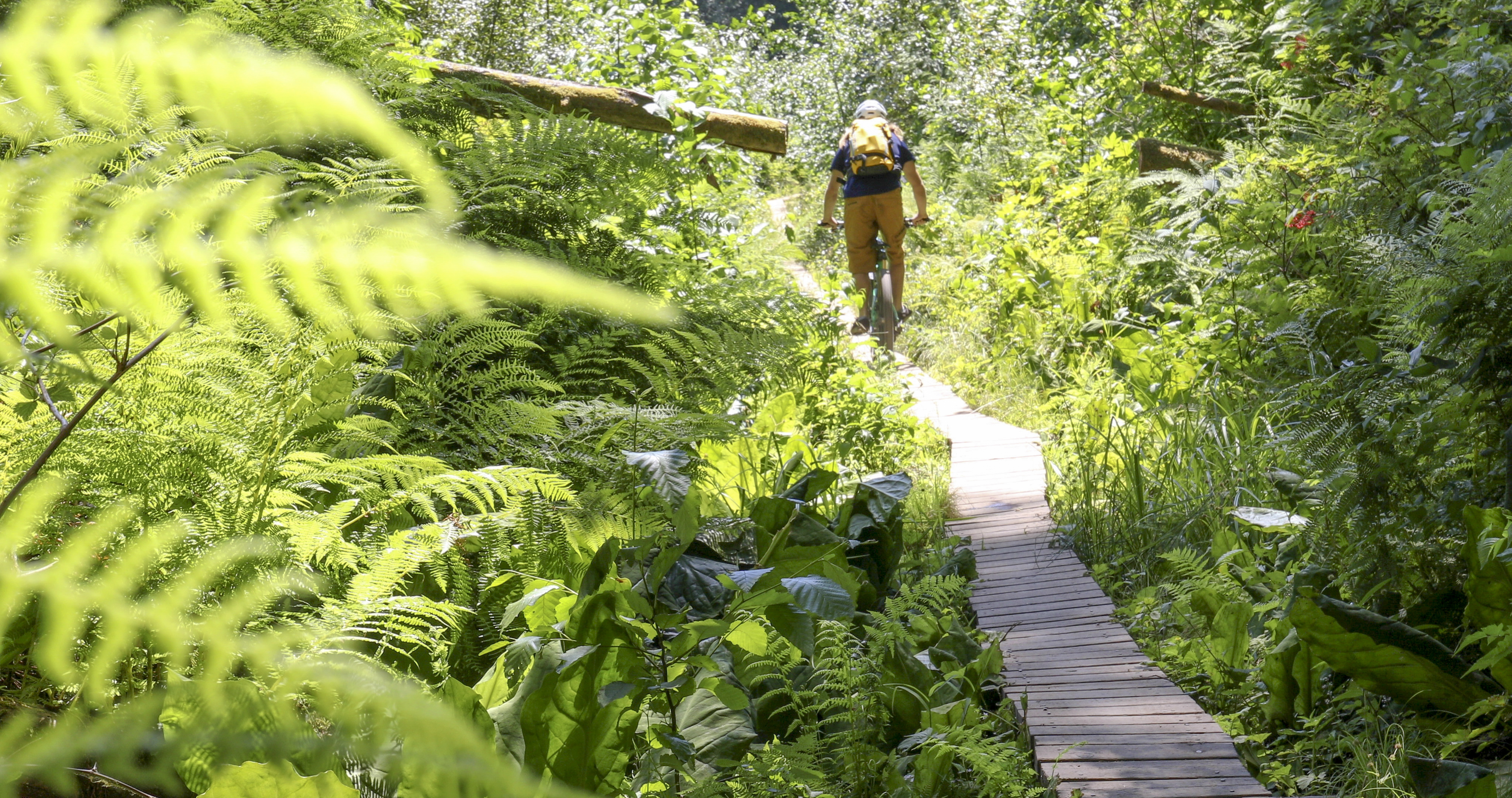 Get moving and cycle through the Iguazu Rainforest