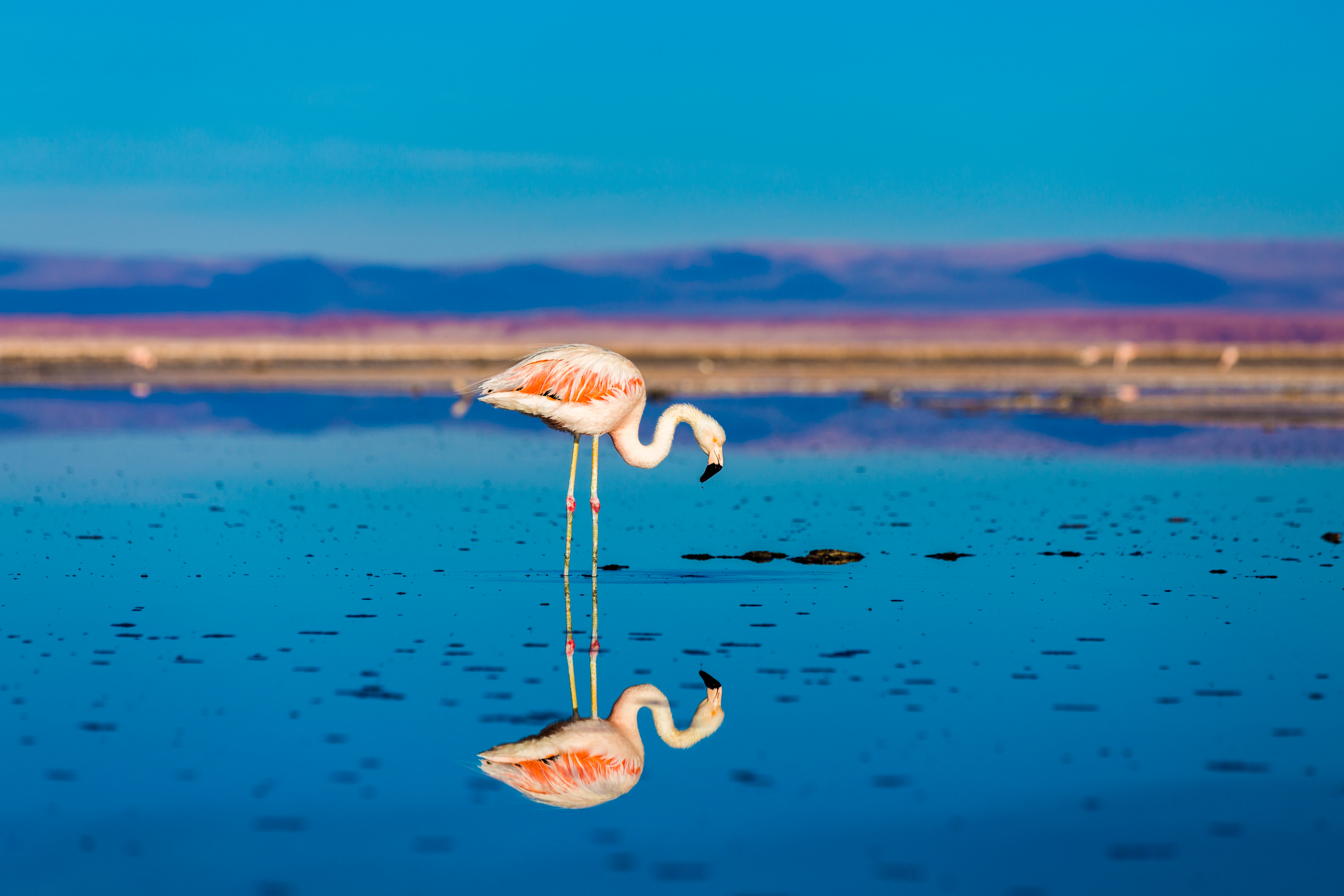 Visit the Flamingo National Reserve in Atacama