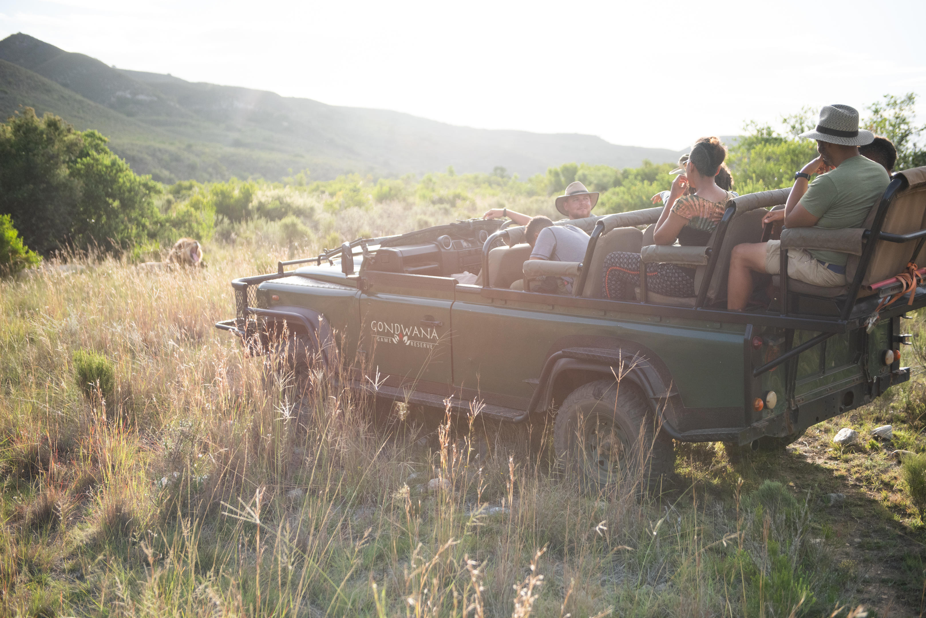 Track Mossel Bay's wildlife on a game drive