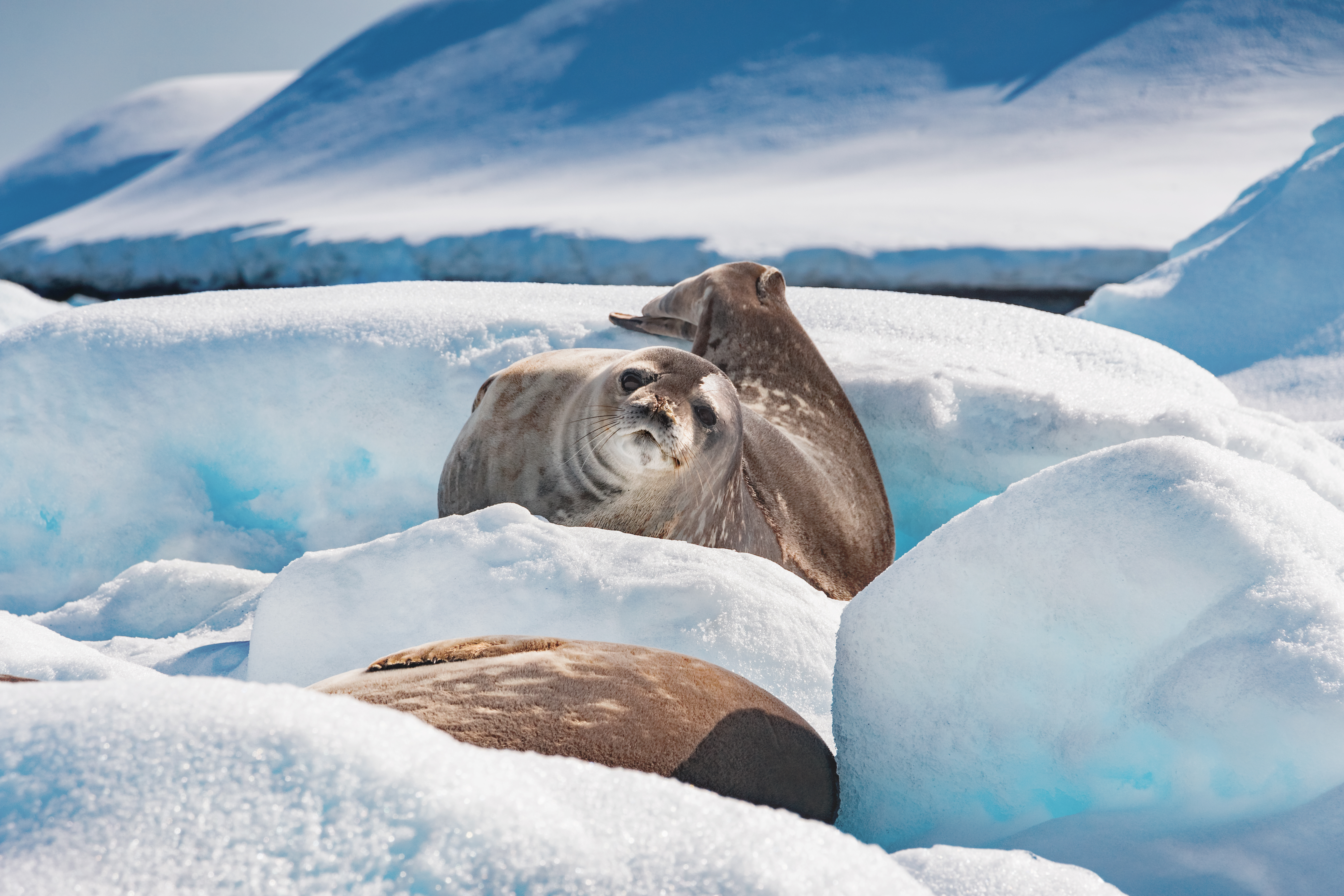 Spot several iconic seal species in Antarctica