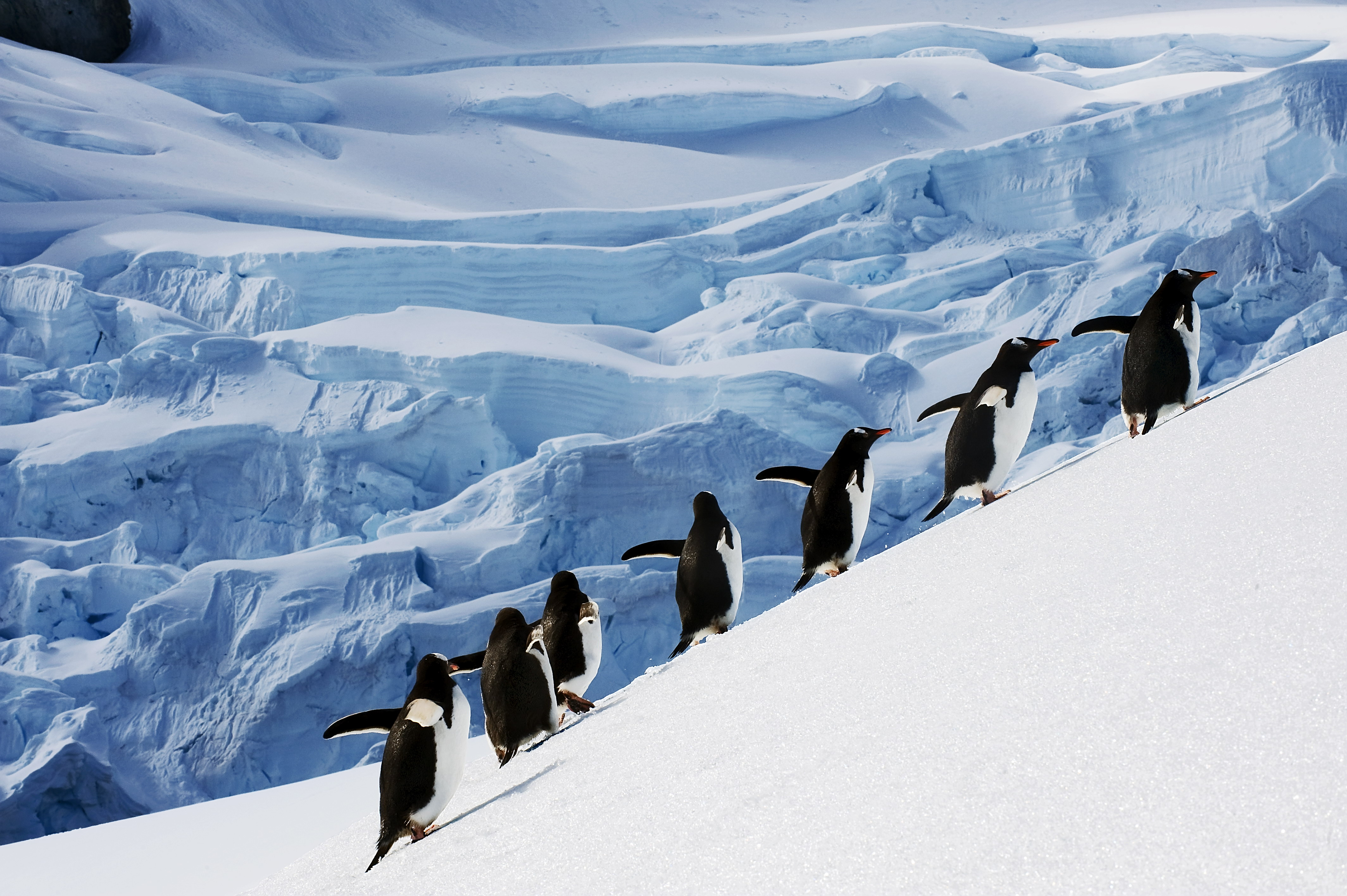 Be charmed by charismatic penguins in Antartica