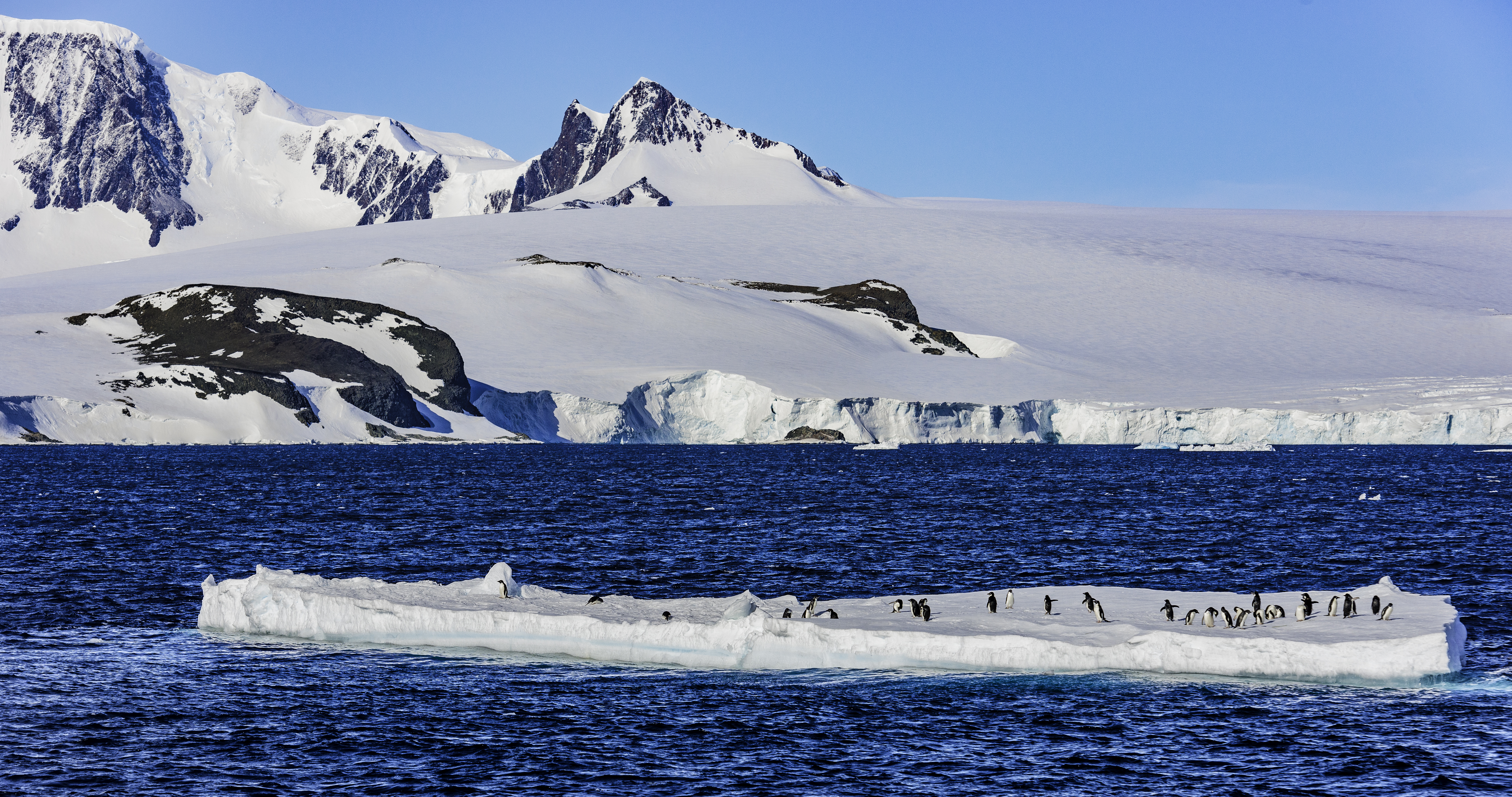 Watch for Adelie Penguins in the Antarctic Sound