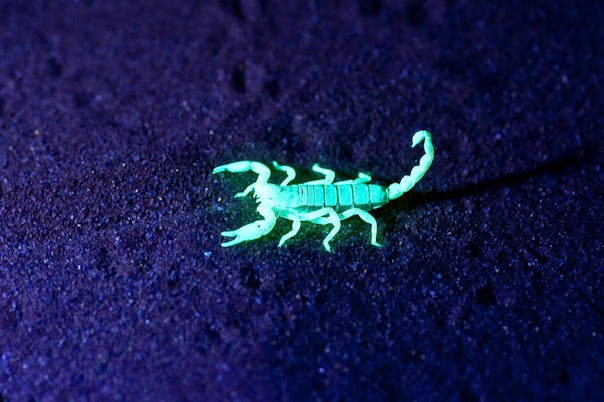 Scorpion night walks