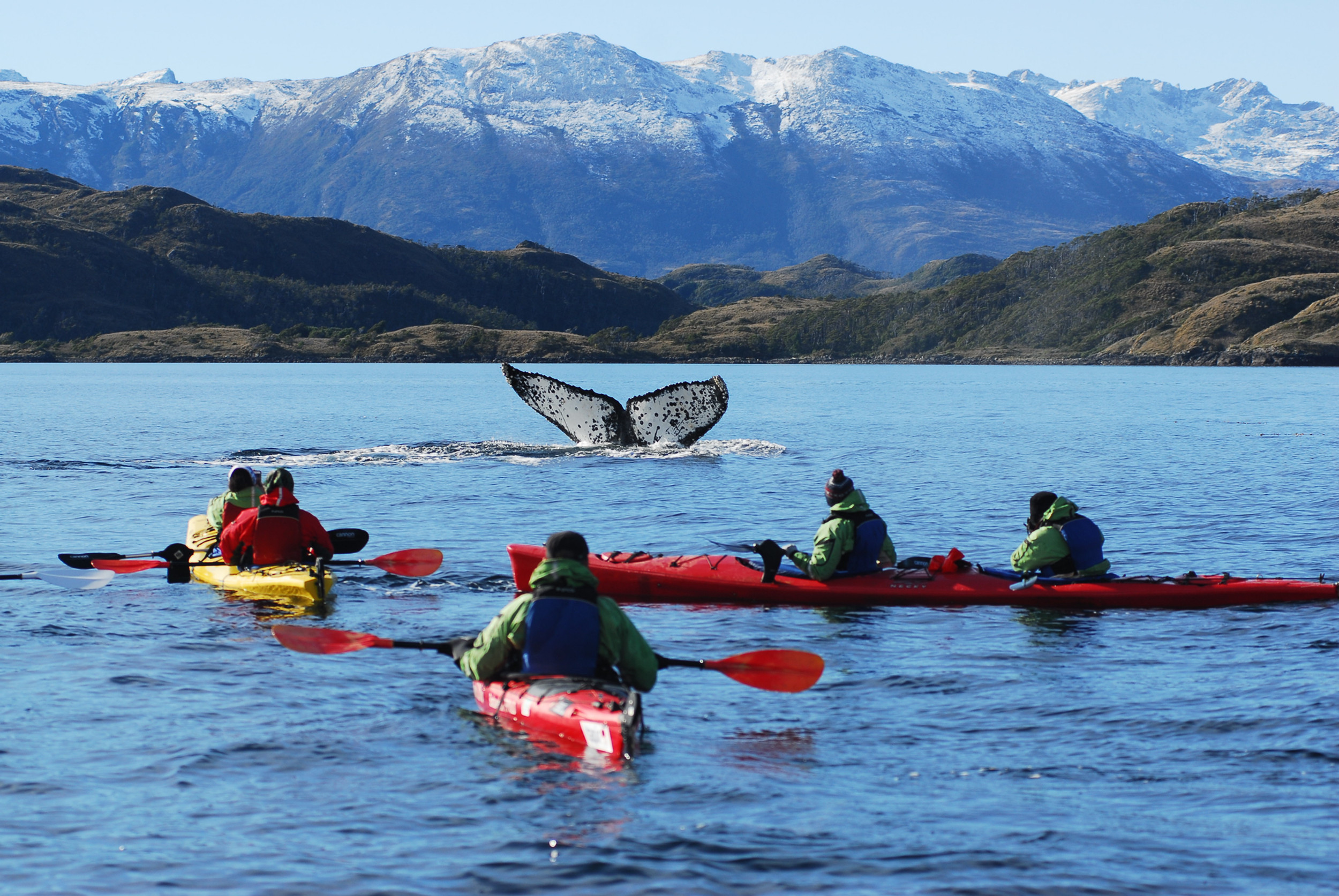 Kayak with whales in Francisco Coloane Marine Park