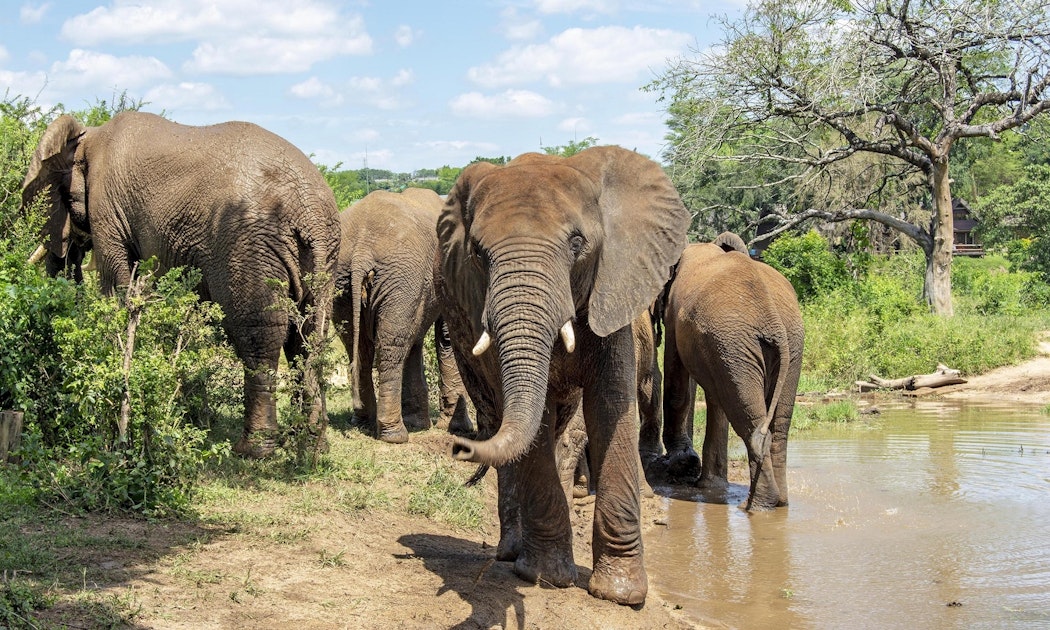 Meet the residents of Elephant Whispers Timbuktu Travel